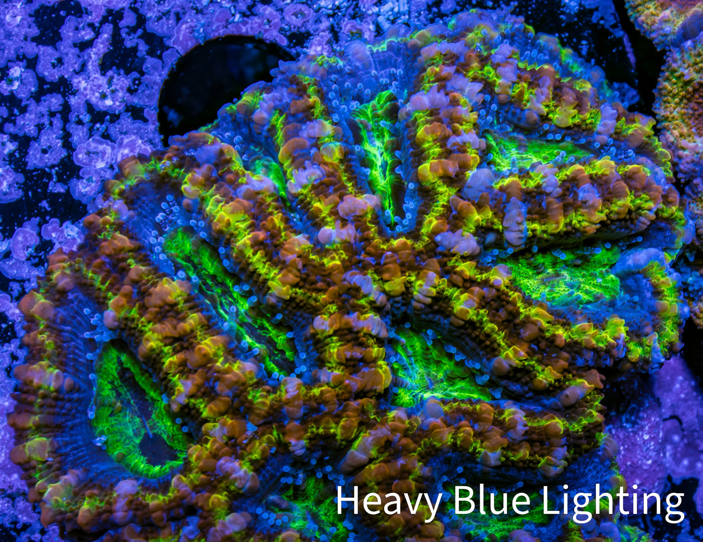 Ultra Acan Coral - Micromussa Lordhowensis - Rainbow 🌈 Acan B4R2B1 6cm Ultra Acan Coral - Micromussa Lordhowensis - Rainbow 🌈 Acan B4R2B1 6cm LPS Coral Ultra Acan Coral - Micromussa Lordhowensis - Rainbow 🌈 Acan B4R2B1 6cm Zeo Box Reef
