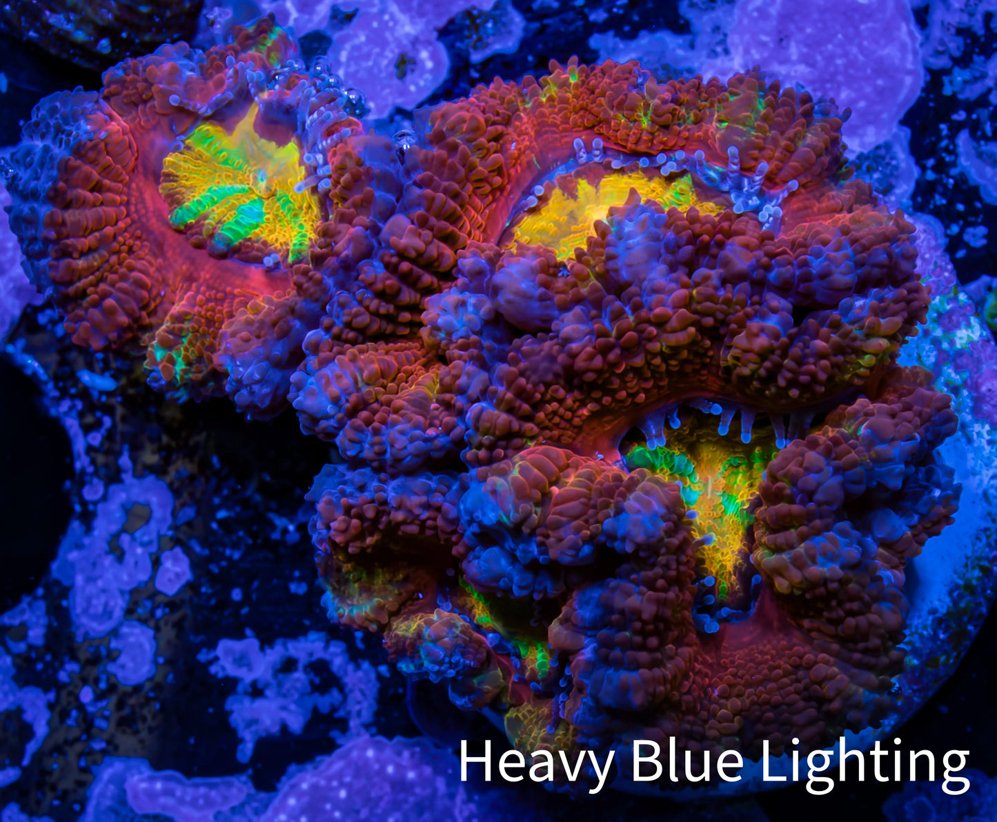 Ultra Acan Coral - Micromussa Lordhowensis - Rainbow 🌈 Acan Frag WYSIWYG A2R2B1 Ultra Acan Coral - Micromussa Lordhowensis - Rainbow 🌈 Acan Frag WYSIWYG A2R2B1 LPS Coral Ultra Acan Coral - Micromussa Lordhowensis - Rainbow 🌈 Acan Frag WYSIWYG A2R2B1 Zeo Box Reef