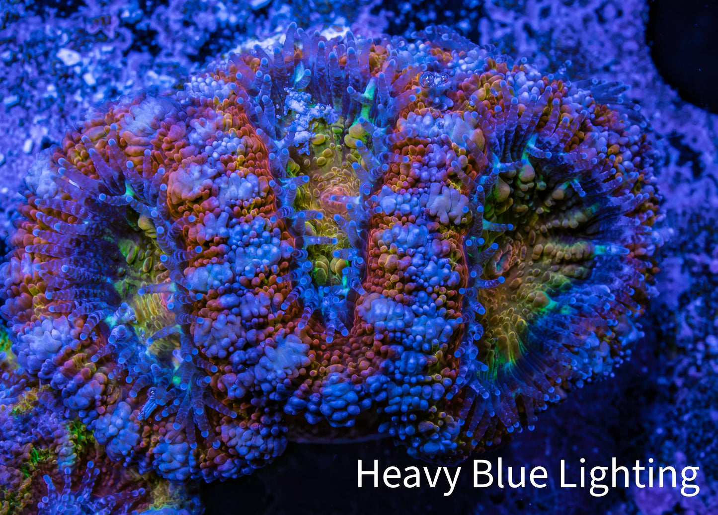 Ultra Acan Coral - Micromussa Lordhowensis - Rainbow 🌈 Acan Frag WYSIWYG A2R3B1 Ultra Acan Coral - Micromussa Lordhowensis - Rainbow 🌈 Acan Frag WYSIWYG A2R3B1 LPS Coral Ultra Acan Coral - Micromussa Lordhowensis - Rainbow 🌈 Acan Frag WYSIWYG A2R3B1 Zeo Box Reef