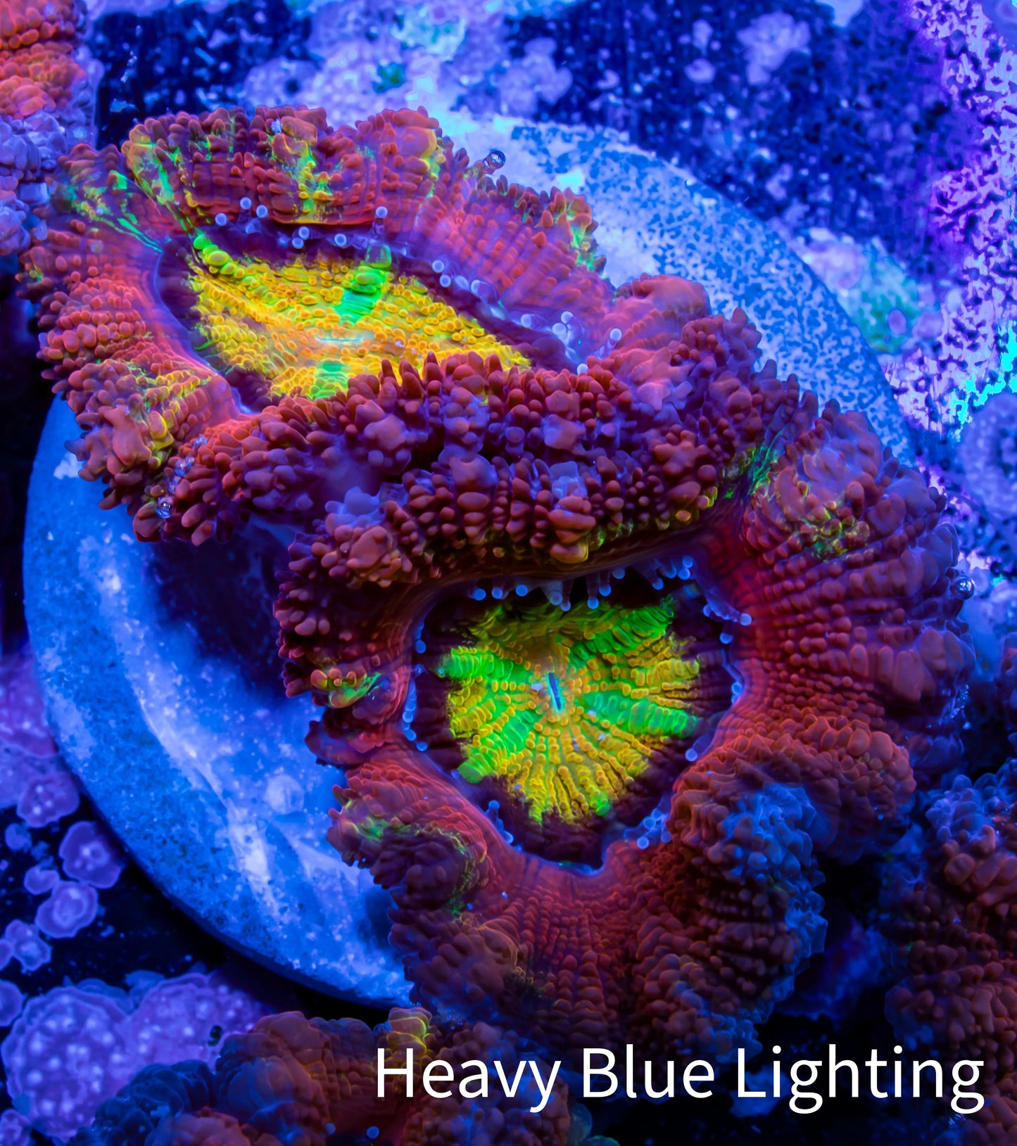 Ultra Acan Coral - Micromussa Lordhowensis - Rainbow 🌈 Acan Frag WYSIWYG A3R2B1 Ultra Acan Coral - Micromussa Lordhowensis - Rainbow 🌈 Acan Frag WYSIWYG A3R2B1 LPS Coral Ultra Acan Coral - Micromussa Lordhowensis - Rainbow 🌈 Acan Frag WYSIWYG A3R2B1 Zeo Box Reef