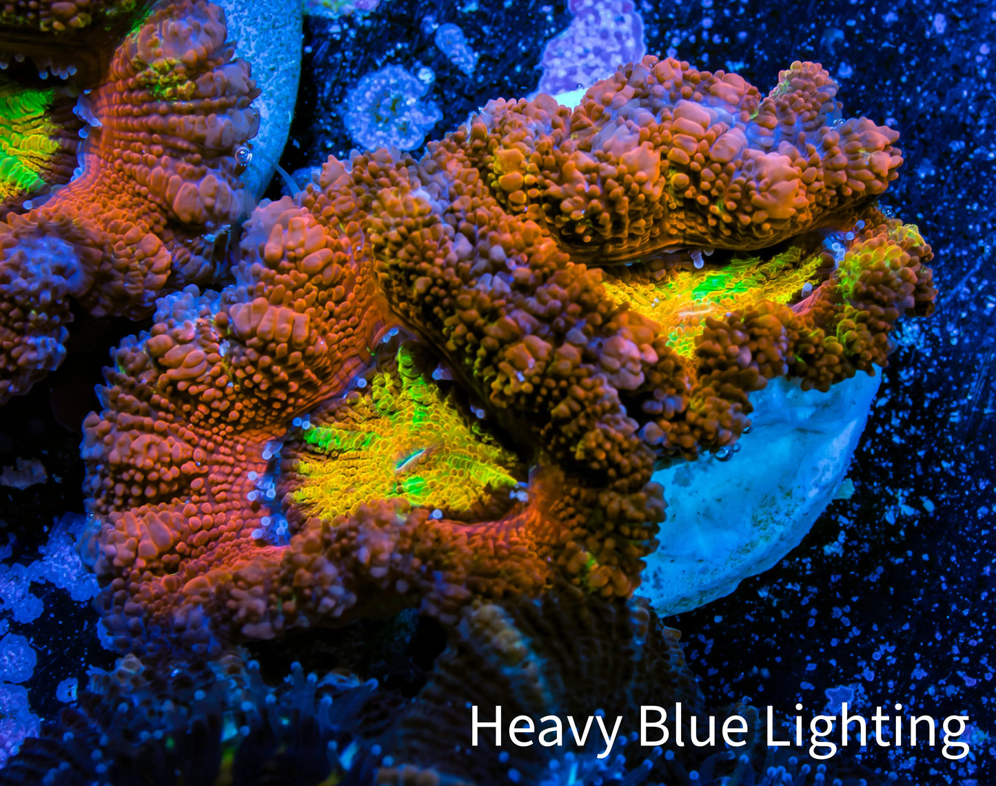 Ultra Acan Coral - Micromussa Lordhowensis - Rainbow 🌈 Acan Frag WYSIWYG A4R2B1 Ultra Acan Coral - Micromussa Lordhowensis - Rainbow 🌈 Acan Frag WYSIWYG A4R2B1 LPS Coral Ultra Acan Coral - Micromussa Lordhowensis - Rainbow 🌈 Acan Frag WYSIWYG A4R2B1 Zeo Box Reef