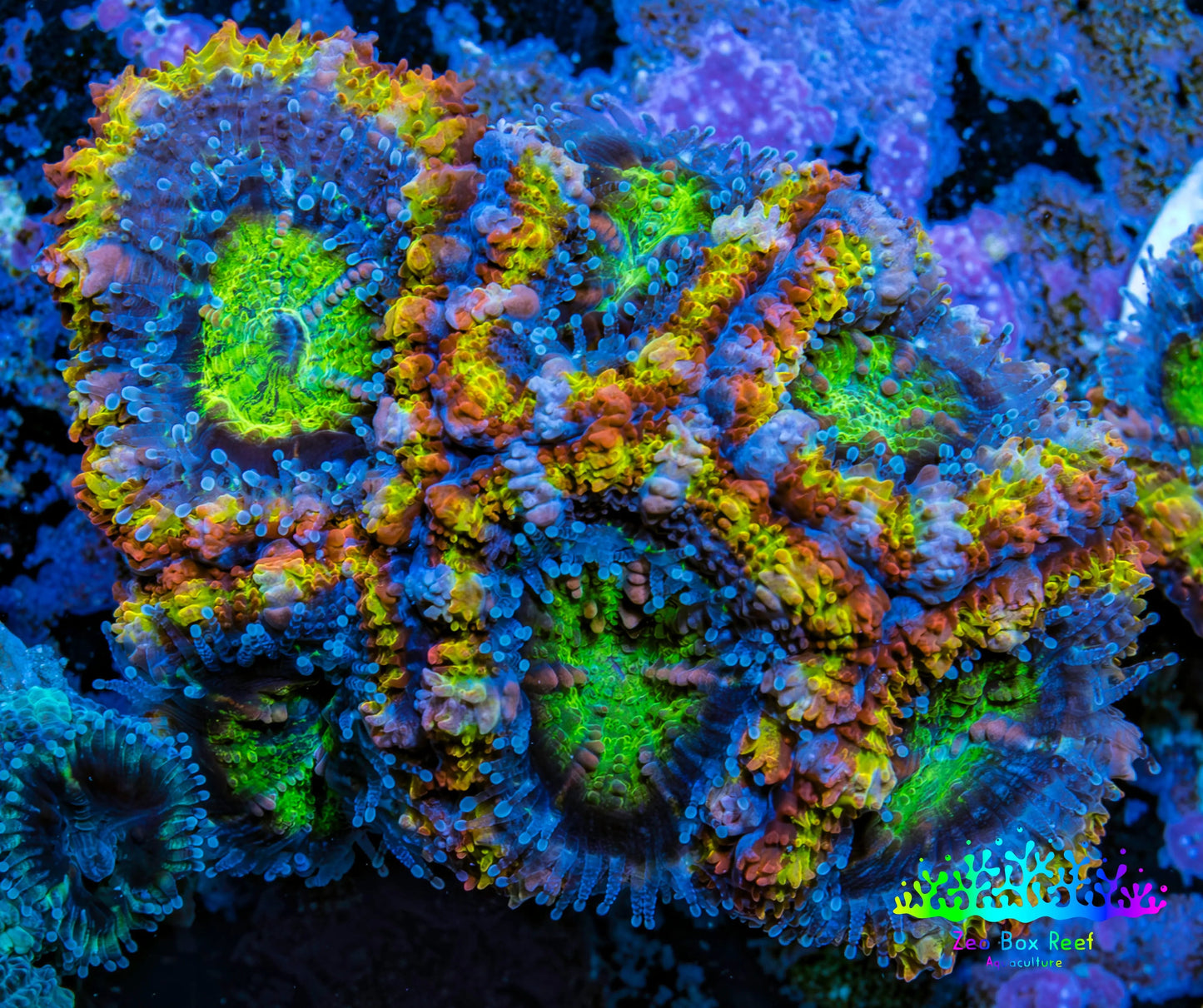 Ultra Acan Coral - Micromussa Lordhowensis - Rainbow 🌈 Acan Frag WYSIWYG C1R2B1 Ultra Acan Coral - Micromussa Lordhowensis - Rainbow 🌈 Acan Frag WYSIWYG C1R2B1 LPS Coral Ultra Acan Coral - Micromussa Lordhowensis - Rainbow 🌈 Acan Frag WYSIWYG C1R2B1 Zeo Box Reef