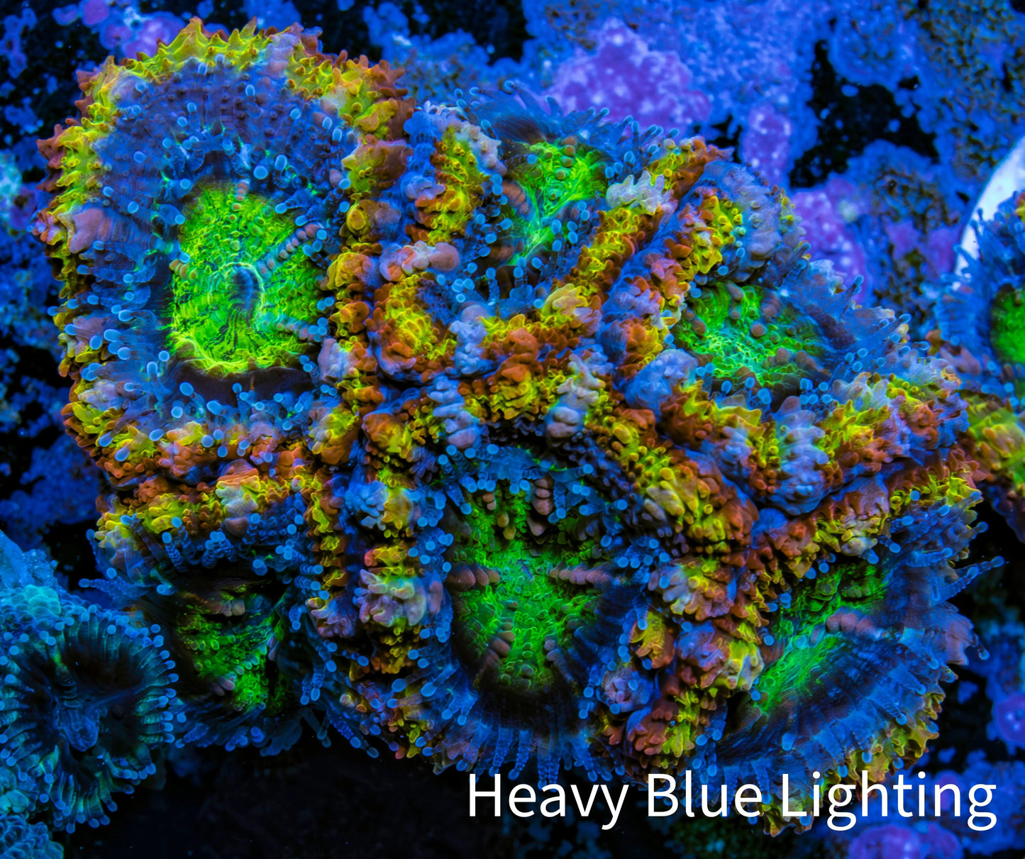 Ultra Acan Coral - Micromussa Lordhowensis - Rainbow 🌈 Acan Frag WYSIWYG C1R2B1 Ultra Acan Coral - Micromussa Lordhowensis - Rainbow 🌈 Acan Frag WYSIWYG C1R2B1 LPS Coral Ultra Acan Coral - Micromussa Lordhowensis - Rainbow 🌈 Acan Frag WYSIWYG C1R2B1 Zeo Box Reef