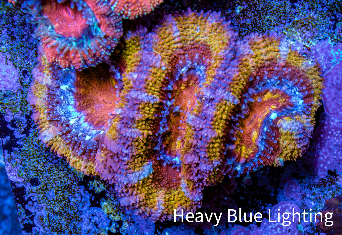 Ultra Acan Coral - Micromussa Lordhowensis - Rainbow 🌈 Acan Frag WYSIWYG F02R2B1 Ultra Acan Coral - Micromussa Lordhowensis - Rainbow 🌈 Acan Frag WYSIWYG F02R2B1 LPS Coral Ultra Acan Coral - Micromussa Lordhowensis - Rainbow 🌈 Acan Frag WYSIWYG F02R2B1 Zeo Box Reef