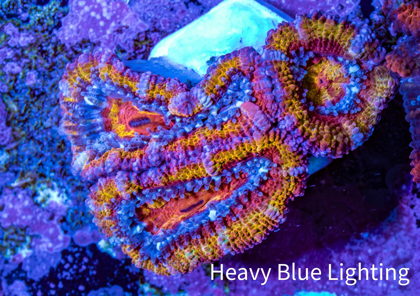 Ultra Acan Coral - Micromussa Lordhowensis - Rainbow 🌈 Acan Frag WYSIWYG F1R2B1 Ultra Acan Coral - Micromussa Lordhowensis - Rainbow 🌈 Acan Frag WYSIWYG F1R2B1 LPS Coral Ultra Acan Coral - Micromussa Lordhowensis - Rainbow 🌈 Acan Frag WYSIWYG F1R2B1 Zeo Box Reef