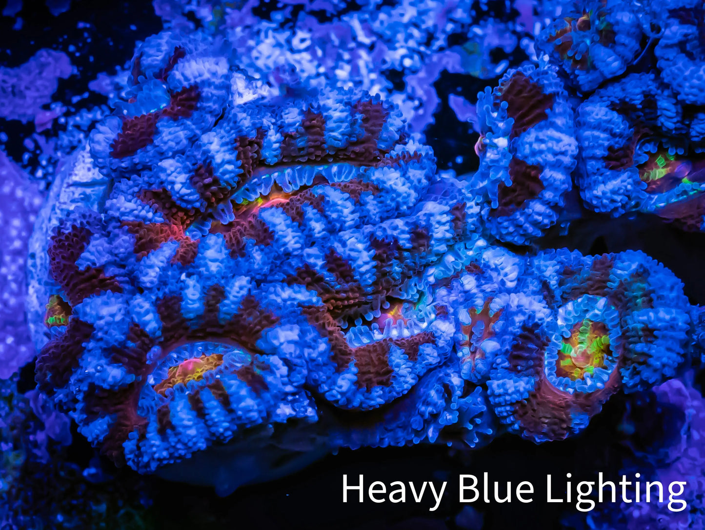 Ultra Acan Coral - Micromussa Lordhowensis - ZBR ❄️♨️ Frostfire Acan Frag Ultra Acan Coral - Micromussa Lordhowensis - ZBR ❄️♨️ Frostfire Acan Frag LPS Coral Ultra Acan Coral - Micromussa Lordhowensis - ZBR ❄️♨️ Frostfire Acan Frag Zeo Box Reef