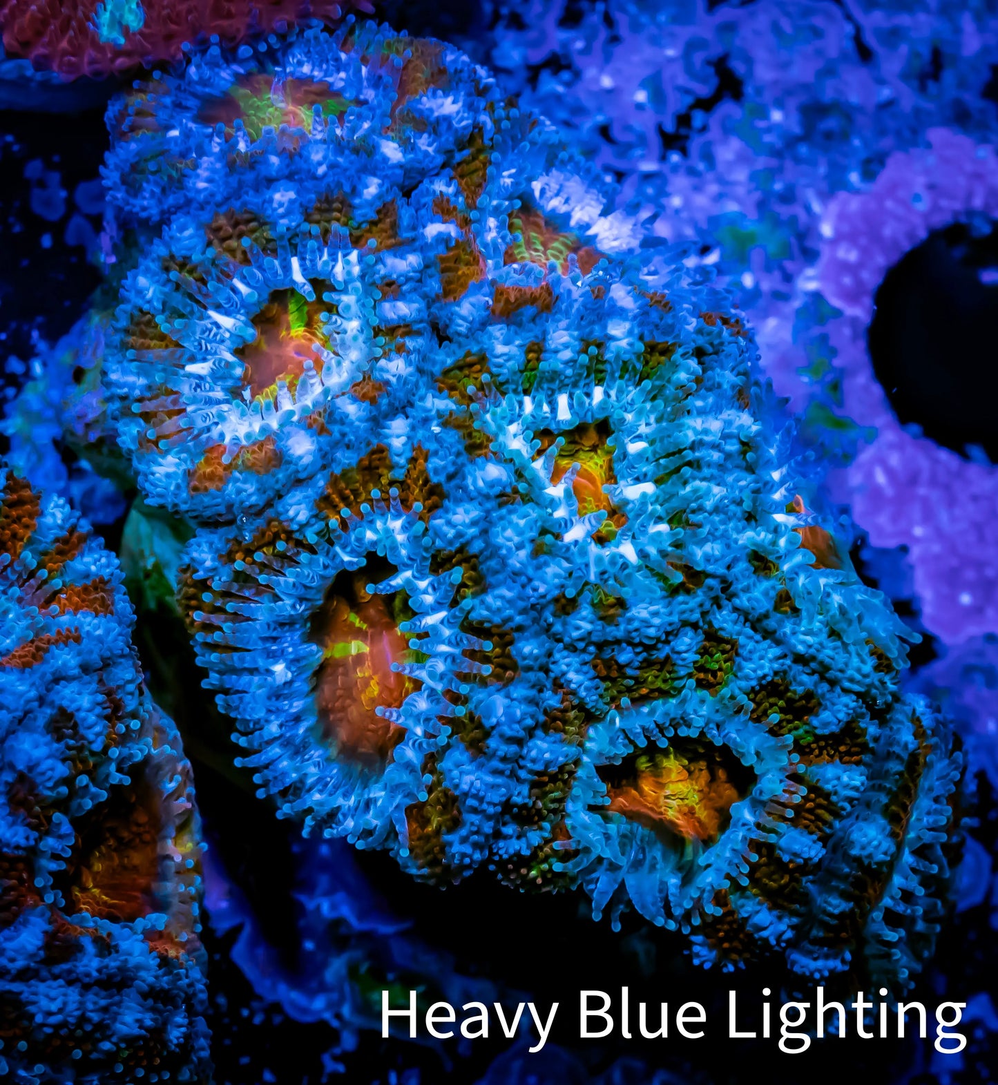 Ultra Acan Coral - Micromussa Lordhowensis - ZBR ❄️♨️ Frostfire Acan Frag Ultra Acan Coral - Micromussa Lordhowensis - ZBR ❄️♨️ Frostfire Acan Frag LPS Coral Ultra Acan Coral - Micromussa Lordhowensis - ZBR ❄️♨️ Frostfire Acan Frag Zeo Box Reef
