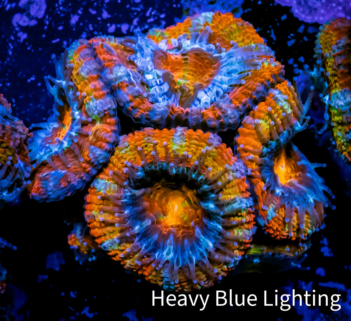 Ultra Acan Coral - Micromussa Lordhowensis - ZBR 🌈 Rainbow Ember Acan Frag WYSIWYG A1R3B1 Ultra Acan Coral - Micromussa Lordhowensis - ZBR 🌈 Rainbow Ember Acan Frag WYSIWYG A1R3B1 LPS Coral Ultra Acan Coral - Micromussa Lordhowensis - ZBR 🌈 Rainbow Ember Acan Frag WYSIWYG A1R3B1 Zeo Box Reef