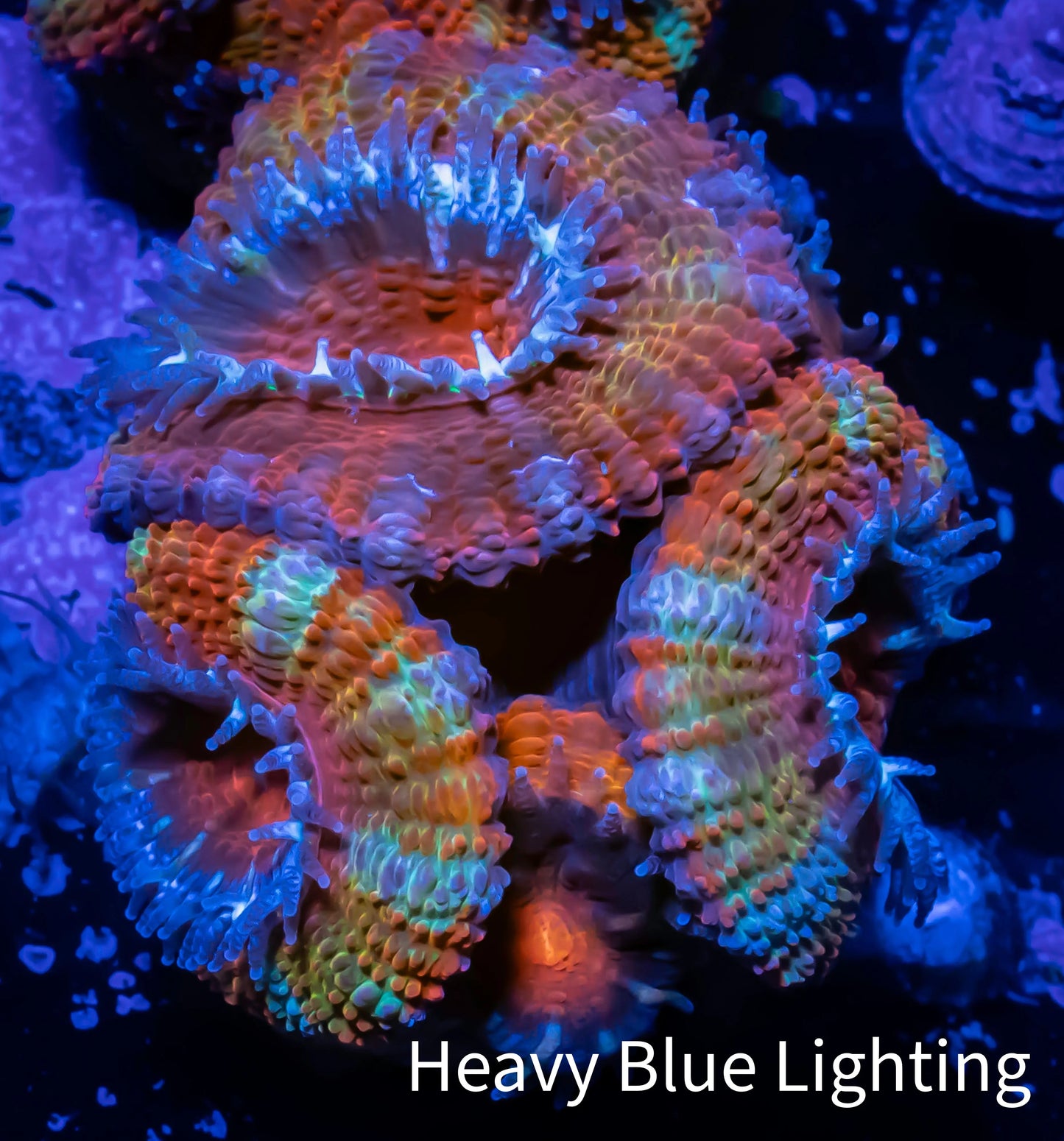 Ultra Acan Coral - Micromussa Lordhowensis - ZBR 🌈 Rainbow Ember Acan Frag WYSIWYG A1R3B1 Ultra Acan Coral - Micromussa Lordhowensis - ZBR 🌈 Rainbow Ember Acan Frag WYSIWYG A1R3B1 LPS Coral Ultra Acan Coral - Micromussa Lordhowensis - ZBR 🌈 Rainbow Ember Acan Frag WYSIWYG A1R3B1 Zeo Box Reef
