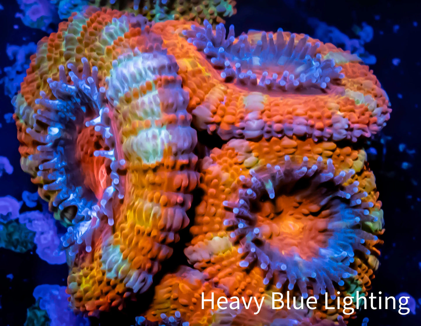 Ultra Acan Coral - Micromussa Lordhowensis - ZBR 🌈 Rainbow Ember Acan Frag WYSIWYG A2R3B1 Ultra Acan Coral - Micromussa Lordhowensis - ZBR 🌈 Rainbow Ember Acan Frag WYSIWYG A2R3B1 LPS Coral Ultra Acan Coral - Micromussa Lordhowensis - ZBR 🌈 Rainbow Ember Acan Frag WYSIWYG A2R3B1 Zeo Box Reef