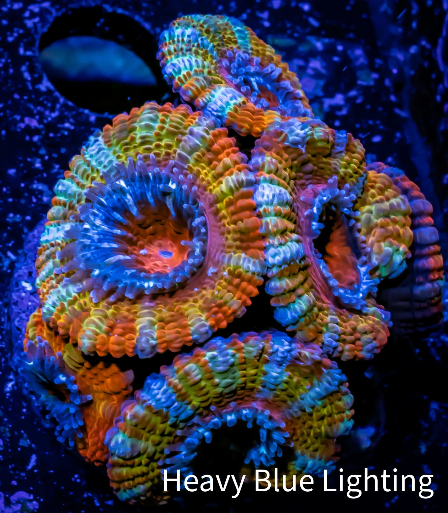Ultra Acan Coral - Micromussa Lordhowensis - ZBR 🌈 Rainbow Ember Acan Frag WYSIWYG A5R3B1 Ultra Acan Coral - Micromussa Lordhowensis - ZBR 🌈 Rainbow Ember Acan Frag WYSIWYG A5R3B1 LPS Coral Ultra Acan Coral - Micromussa Lordhowensis - ZBR 🌈 Rainbow Ember Acan Frag WYSIWYG A5R3B1 Zeo Box Reef