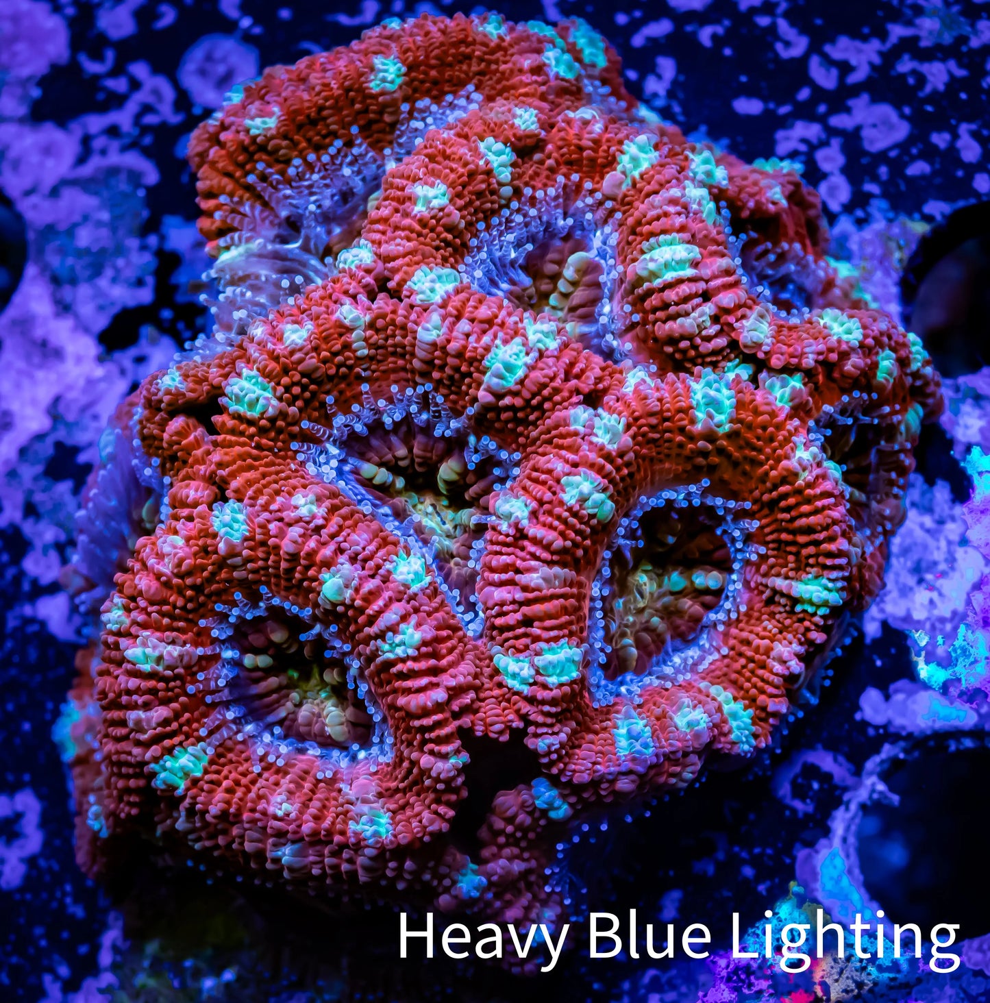 Ultra Acan Coral - Micromussa Lordhowensis -š„ZBR Inferno Glow Acan 4cm Ultra Acan Coral - Micromussa Lordhowensis -š„ZBR Inferno Glow Acan 4cm LPS Coral Ultra Acan Coral - Micromussa Lordhowensis -š„ZBR Inferno Glow Acan 4cm Zeo Box Reef