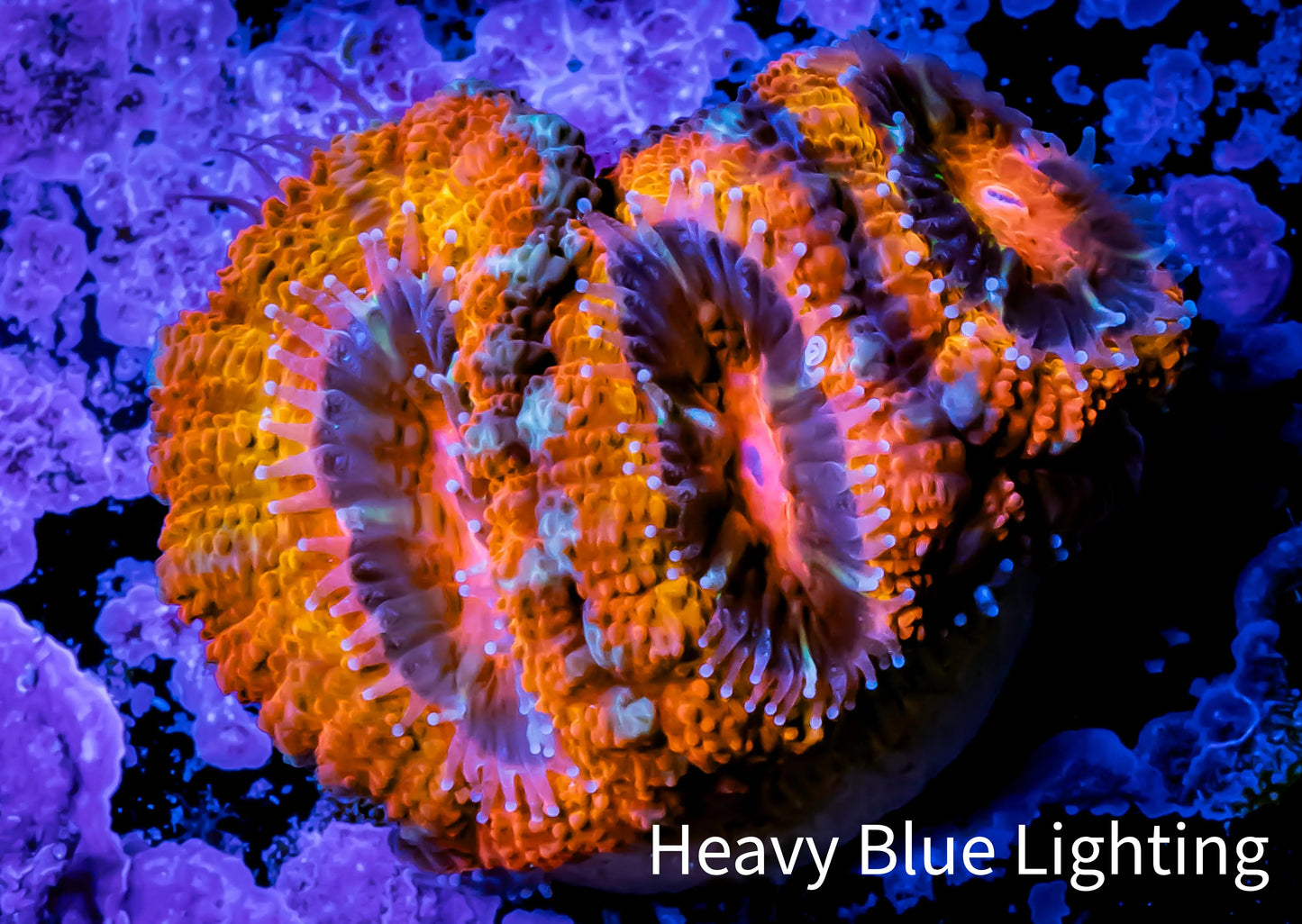 Ultra Acan Coral - Micromussa Lordhowensis - š¦āš„ZBR Pink Phoenix Acan Frag WYSIWYG A2R2B1 Ultra Acan Coral - Micromussa Lordhowensis - š¦āš„ZBR Pink Phoenix Acan Frag WYSIWYG A2R2B1 LPS Coral Ultra Acan Coral - Micromussa Lordhowensis - š¦āš„ZBR Pink Phoenix Acan Frag WYSIWYG A2R2B1 Zeo Box Reef