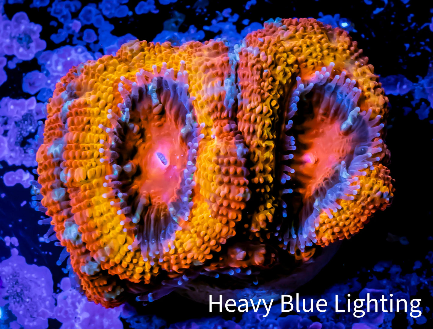 Ultra Acan Coral - Micromussa Lordhowensis - š¦āš„ZBR Pink Phoenix Acan Frag WYSIWYG A3R2B1 Ultra Acan Coral - Micromussa Lordhowensis - š¦āš„ZBR Pink Phoenix Acan Frag WYSIWYG A3R2B1 LPS Coral Ultra Acan Coral - Micromussa Lordhowensis - š¦āš„ZBR Pink Phoenix Acan Frag WYSIWYG A3R2B1 Zeo Box Reef