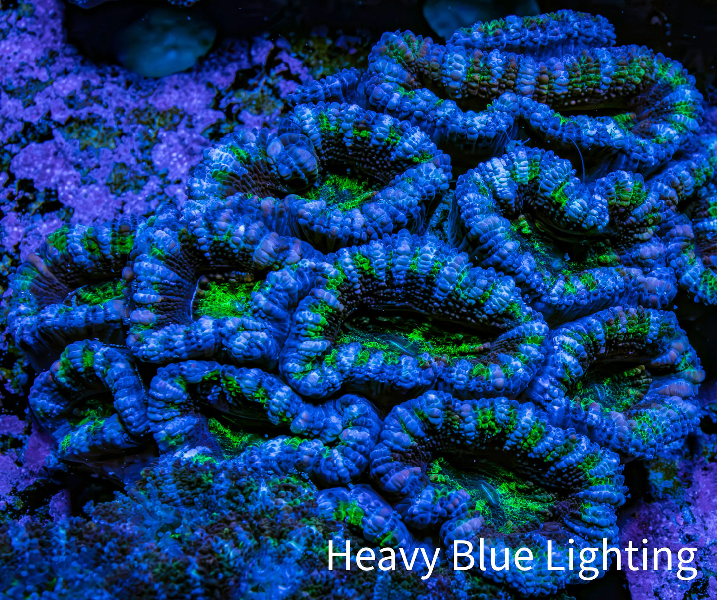 Ultra Acan Coral – Blue & Green 6cm WYSIWYG Ultra Acan Coral – Blue & Green 6cm WYSIWYG LPS Coral Ultra Acan Coral – Blue & Green 6cm WYSIWYG Zeo Box Reef