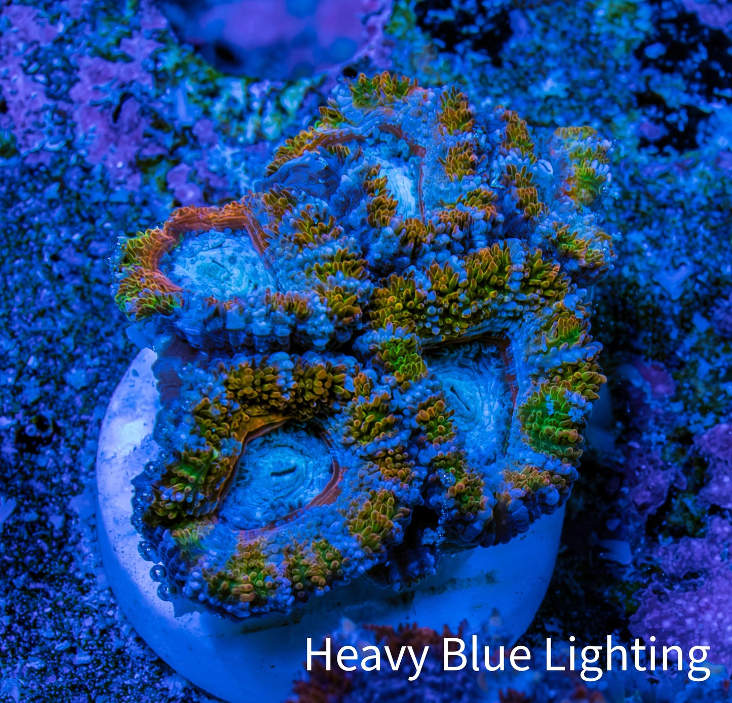 Ultra Acan Frag WYSIWYG A4R3B1 Ultra Acan Frag WYSIWYG A4R3B1 LPS Coral Ultra Acan Frag WYSIWYG A4R3B1 Zeo Box Reef