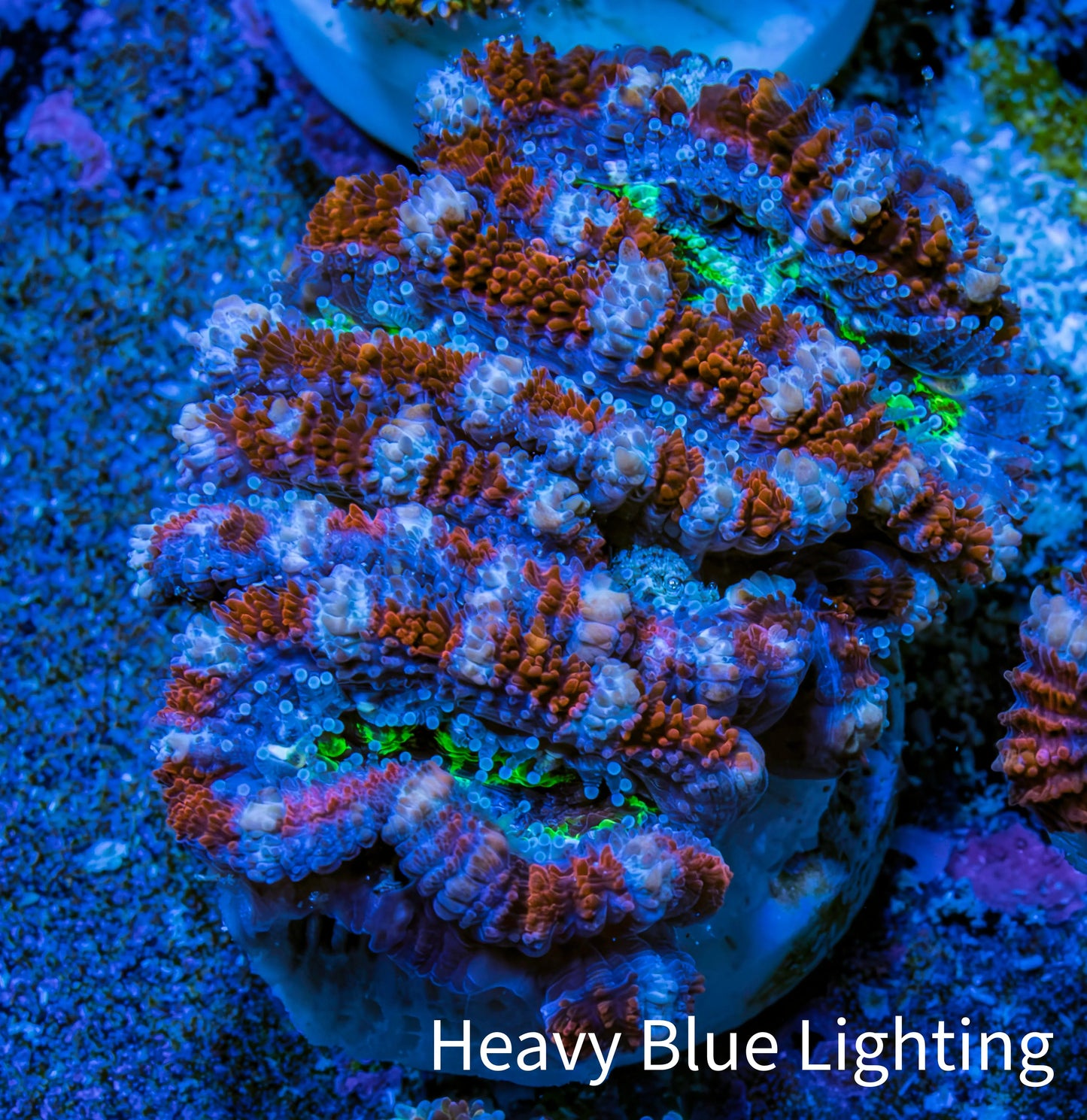 Ultra Acan Frag WYSIWYG B1R3B1 Ultra Acan Frag WYSIWYG B1R3B1 LPS Coral Ultra Acan Frag WYSIWYG B1R3B1 Zeo Box Reef
