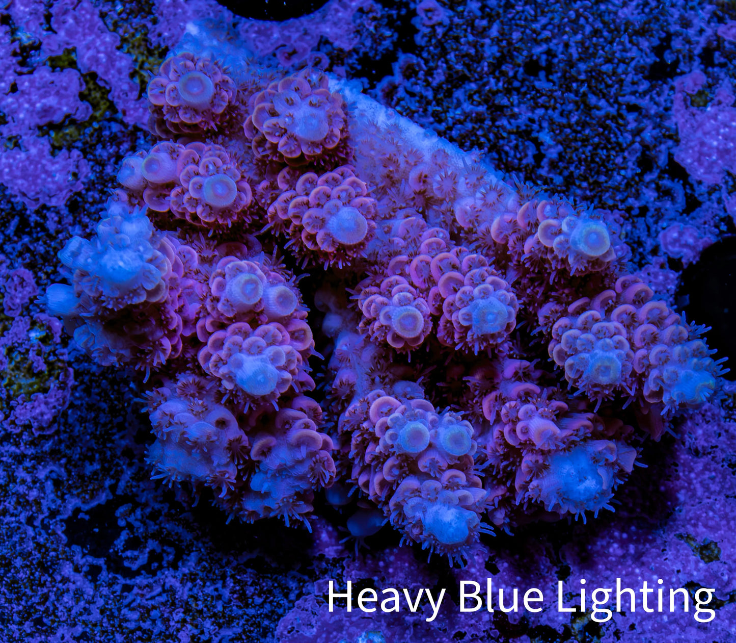 Ultra Acropora Coral WYSIWYG 5cm B5R2B1 Ultra Acropora Coral WYSIWYG 5cm B5R2B1 SPS Ultra Acropora Coral WYSIWYG 5cm B5R2B1 Zeo Box Reef