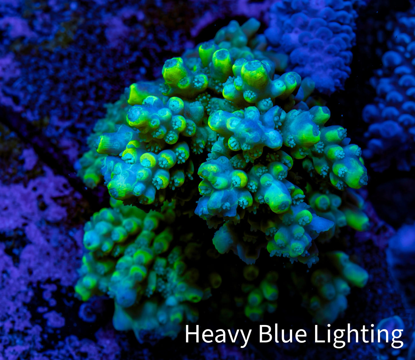 Ultra Acropora Coral WYSIWYG 5cm B6R2B1 Ultra Acropora Coral WYSIWYG 5cm B6R2B1 SPS Ultra Acropora Coral WYSIWYG 5cm B6R2B1 Zeo Box Reef