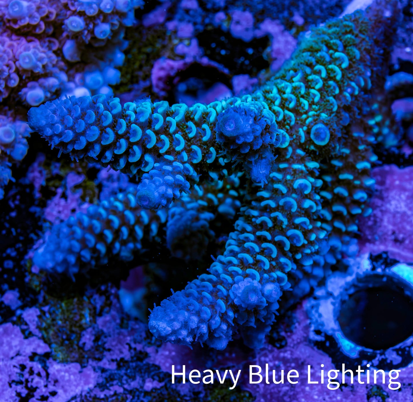 Ultra Acropora Coral WYSIWYG 6cm A2R2B1 Ultra Acropora Coral WYSIWYG 6cm A2R2B1 SPS Ultra Acropora Coral WYSIWYG 6cm A2R2B1 Zeo Box Reef