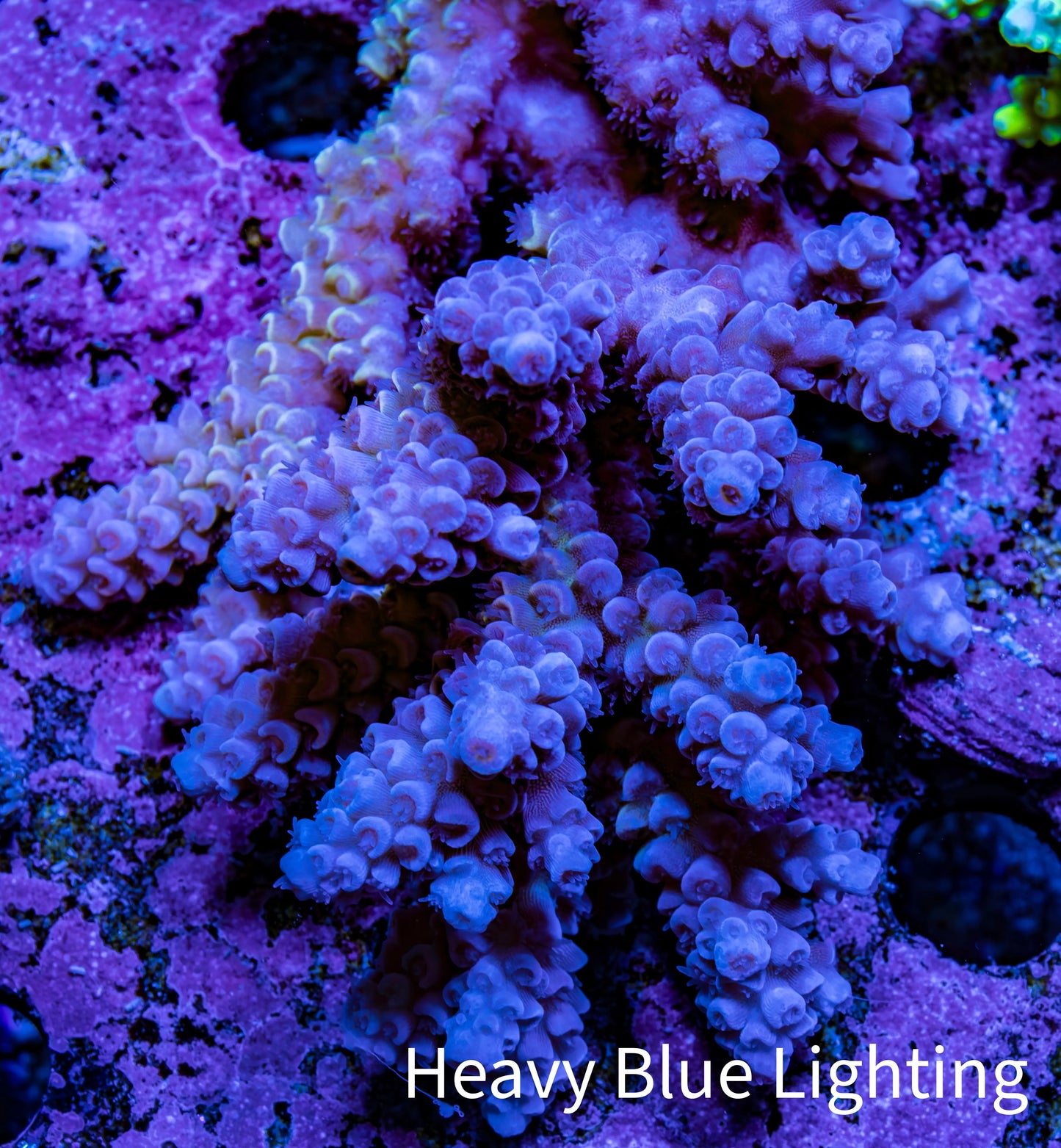 Ultra Acropora Coral WYSIWYG 7cm B2R2B1 Ultra Acropora Coral WYSIWYG 7cm B2R2B1 SPS Ultra Acropora Coral WYSIWYG 7cm B2R2B1 Zeo Box Reef
