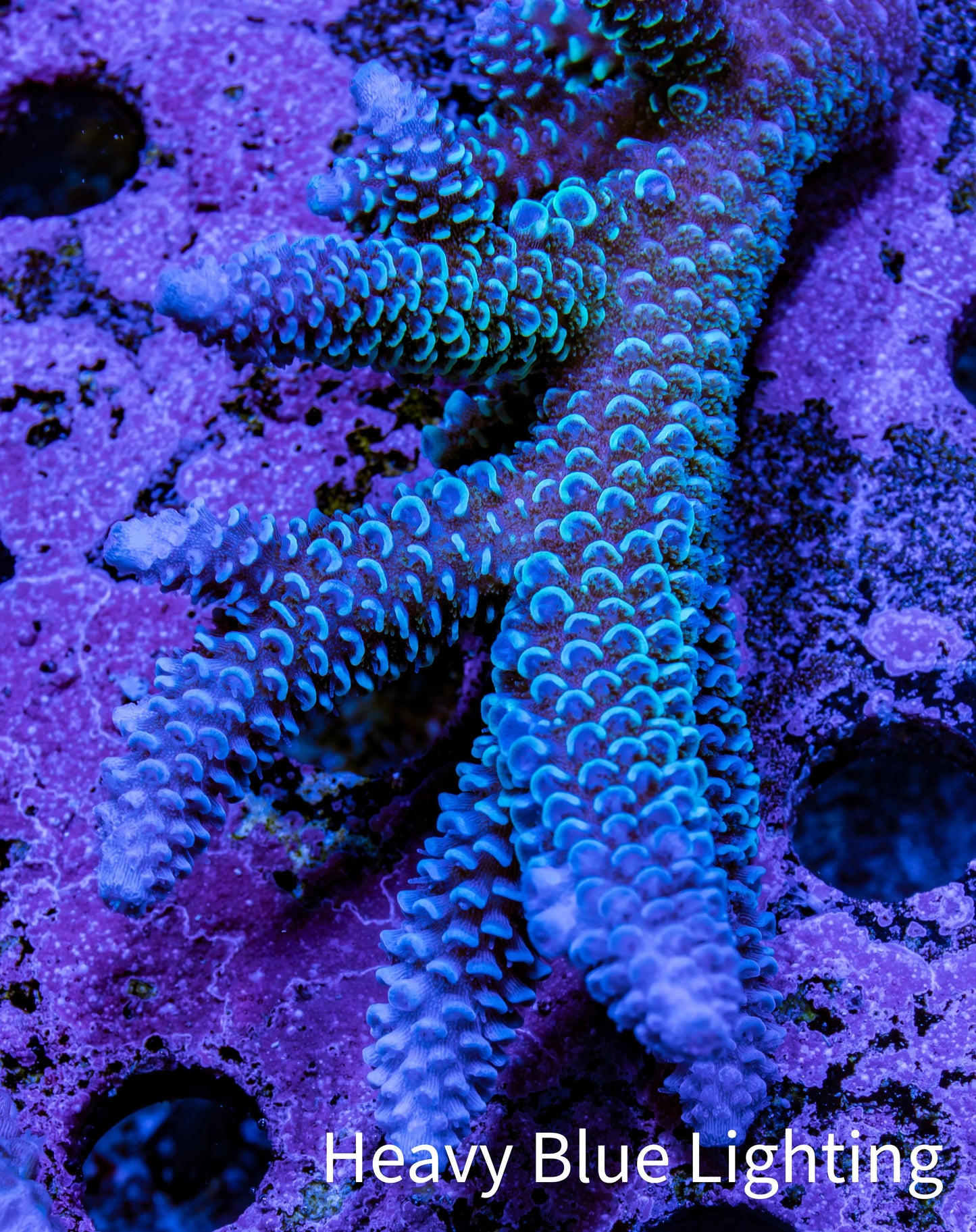 Ultra Acropora Coral WYSIWYG 7cm B4R2B1 Ultra Acropora Coral WYSIWYG 7cm B4R2B1 SPS Ultra Acropora Coral WYSIWYG 7cm B4R2B1 Zeo Box Reef