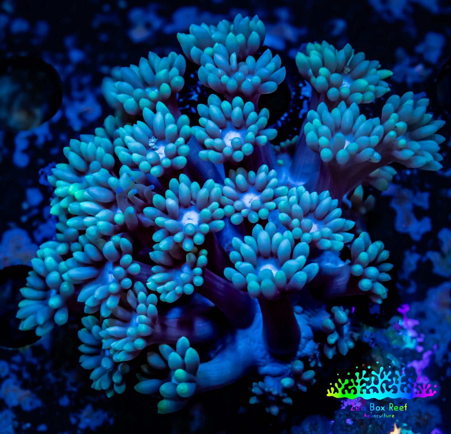 Ultra Alveopora Coral - Frag - WYSIWYG B10R5B2 Ultra Alveopora Coral - Frag - WYSIWYG B10R5B2 Animals & Pet Supplies Ultra Alveopora Coral - Frag - WYSIWYG B10R5B2 Zeo Box Reef