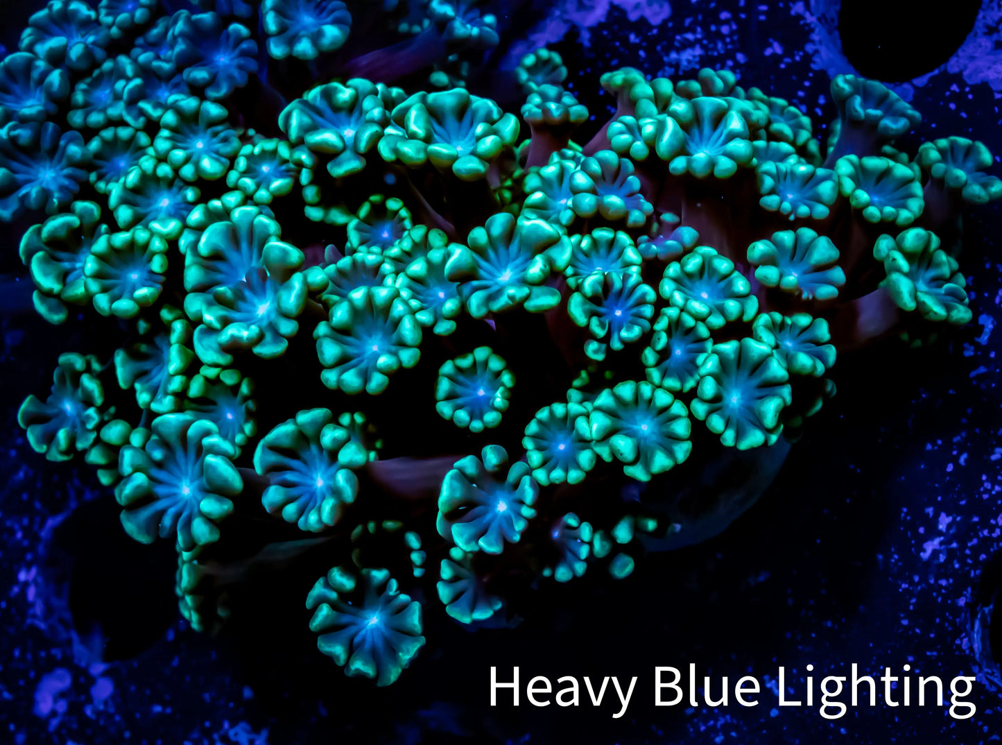 Ultra Alveopora Coral - Frag - WYSIWYG B1R2B2 Ultra Alveopora Coral - Frag - WYSIWYG B1R2B2 Animals & Pet Supplies Ultra Alveopora Coral - Frag - WYSIWYG B1R2B2 Zeo Box Reef