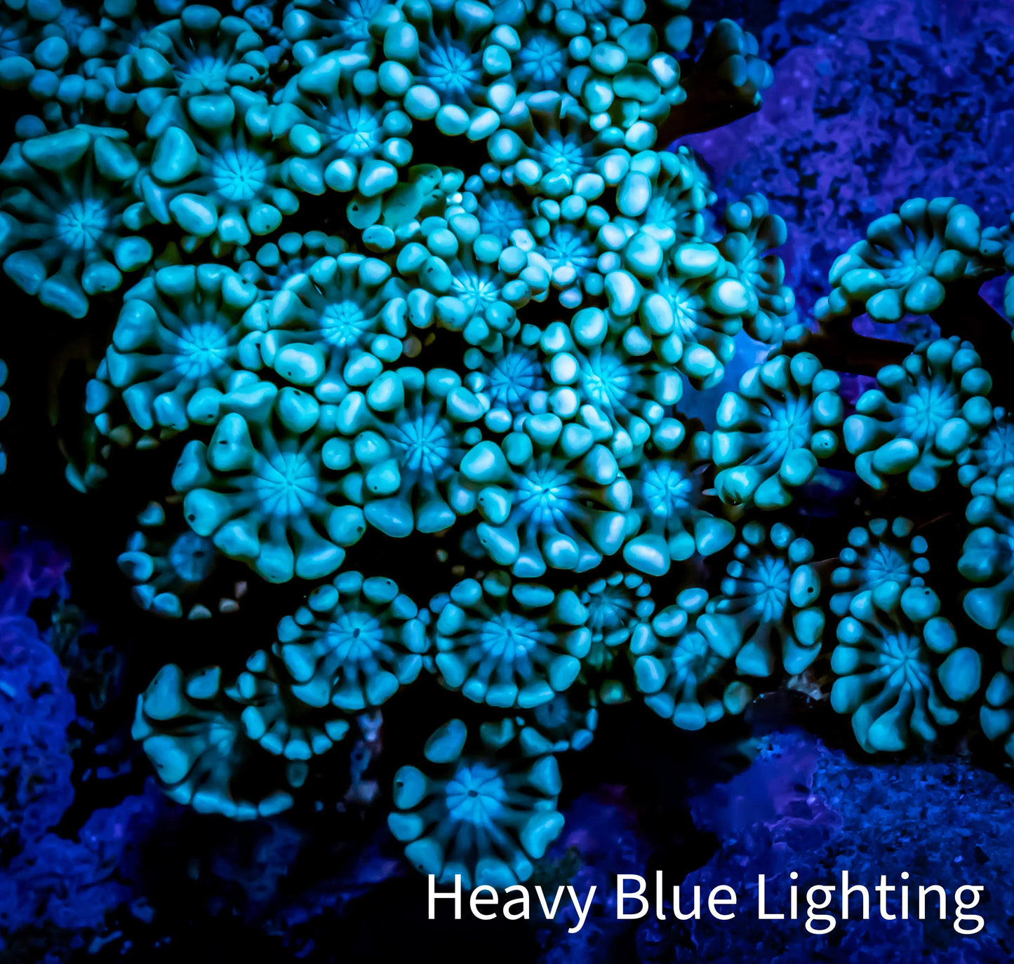 Ultra Alveopora Coral - Frag - WYSIWYG B1R4B1 Ultra Alveopora Coral - Frag - WYSIWYG B1R4B1 Animals & Pet Supplies Ultra Alveopora Coral - Frag - WYSIWYG B1R4B1 Zeo Box Reef