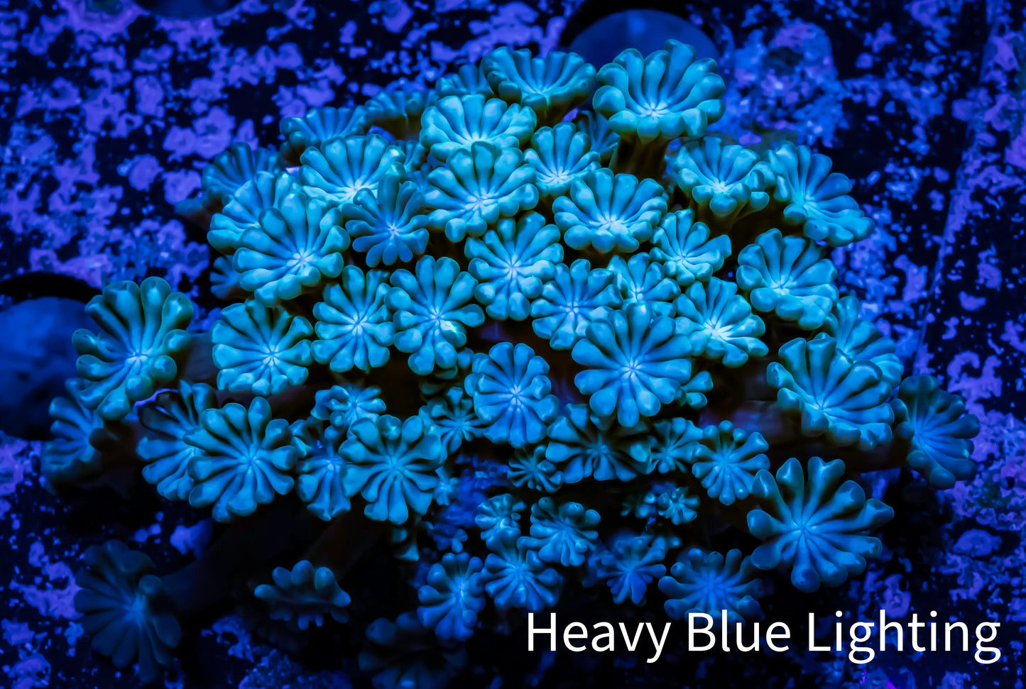 Ultra Alveopora Coral - Frag - WYSIWYG D10R5B2 Ultra Alveopora Coral - Frag - WYSIWYG D10R5B2 Animals & Pet Supplies Ultra Alveopora Coral - Frag - WYSIWYG D10R5B2 Zeo Box Reef