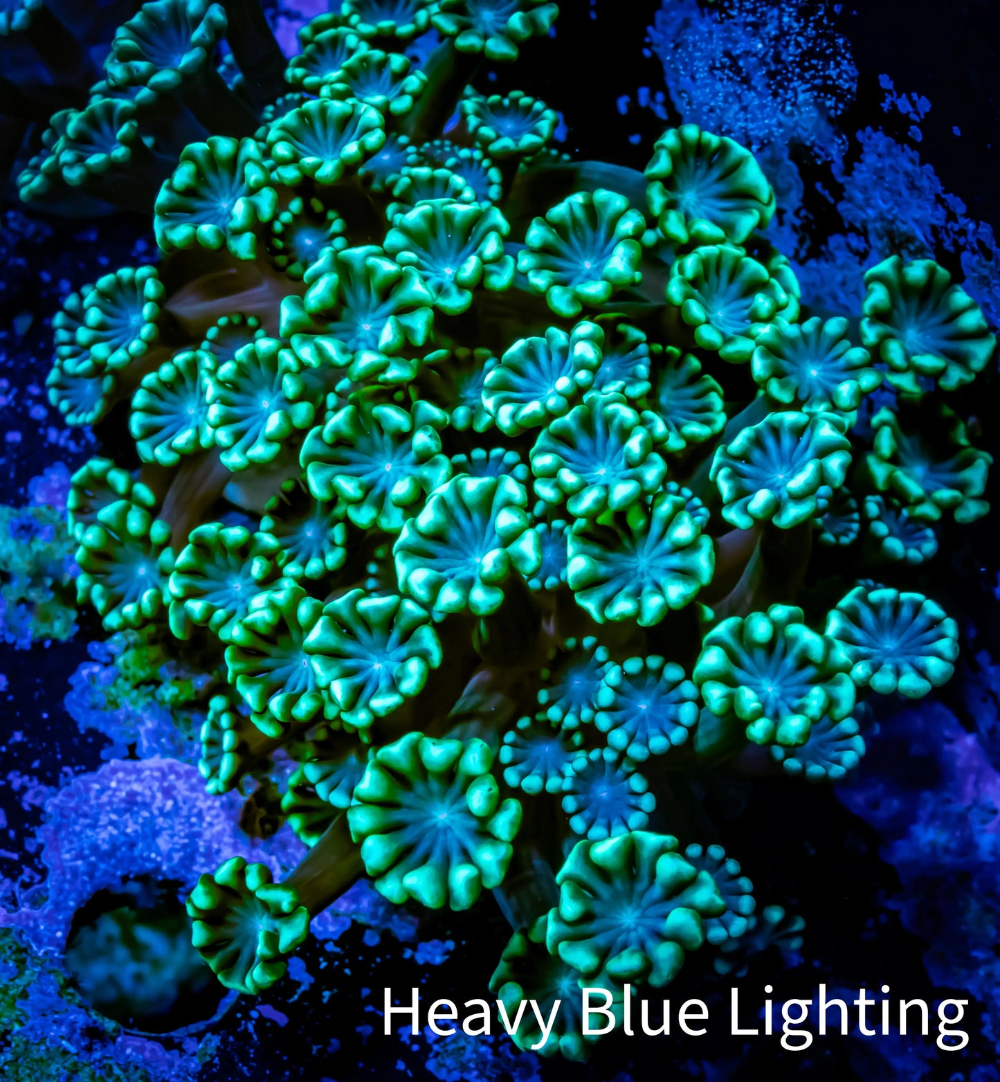 Ultra Alveopora Coral - Frag - WYSIWYG Z4R4B2 Ultra Alveopora Coral - Frag - WYSIWYG Z4R4B2 Animals & Pet Supplies Ultra Alveopora Coral - Frag - WYSIWYG Z4R4B2 Zeo Box Reef