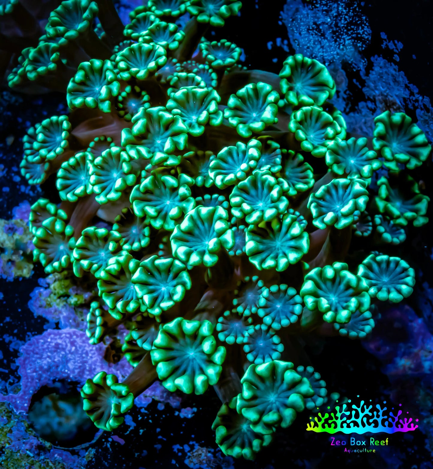 Ultra Alveopora Coral - Frag - WYSIWYG Z4R4B2 Ultra Alveopora Coral - Frag - WYSIWYG Z4R4B2 Animals & Pet Supplies Ultra Alveopora Coral - Frag - WYSIWYG Z4R4B2 Zeo Box Reef
