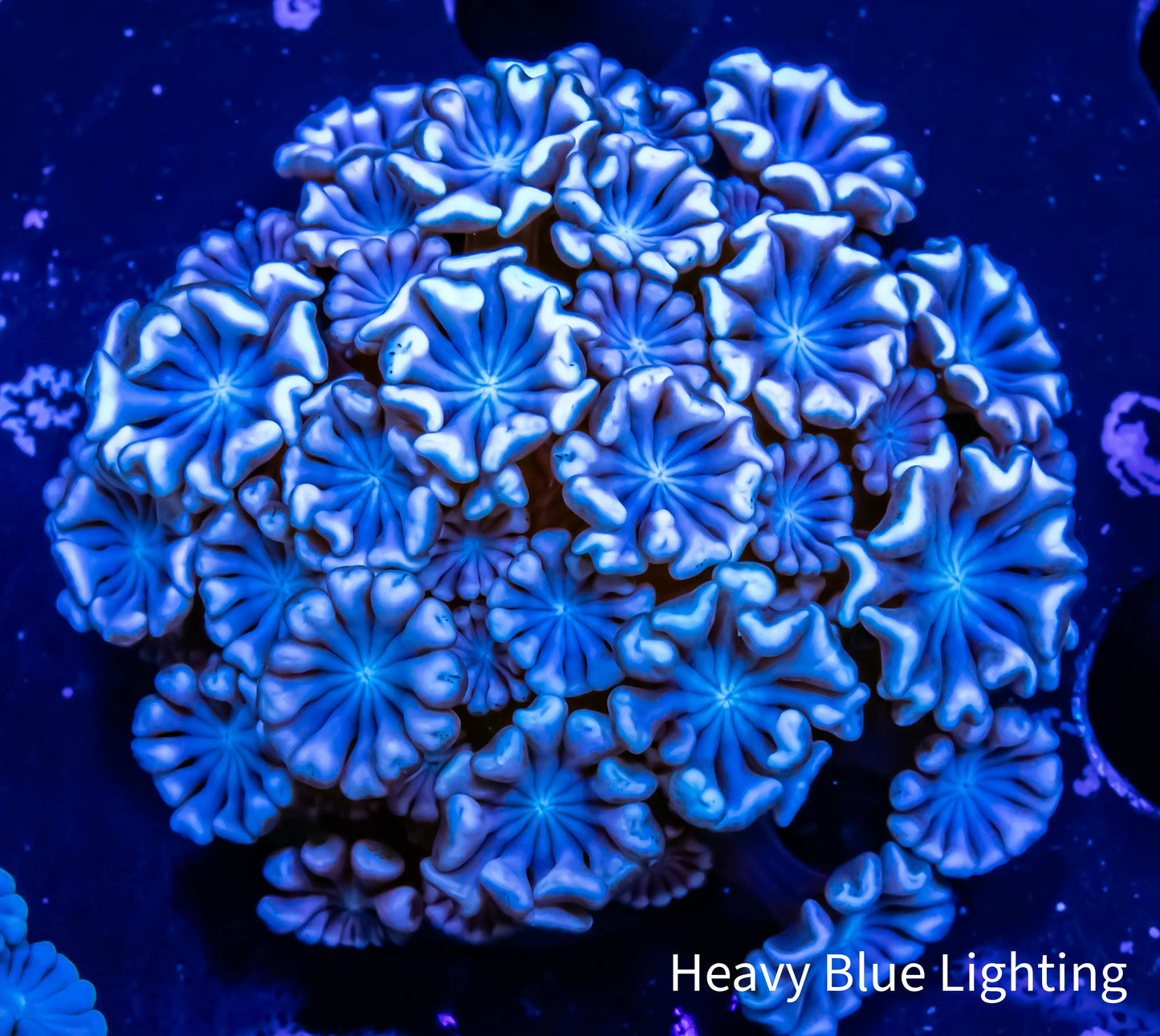 Ultra Alveopora Coral - Frag WYSIWYG Ultra Alveopora Coral - Frag WYSIWYG Animals & Pet Supplies Ultra Alveopora Coral - Frag WYSIWYG Zeo Box Reef