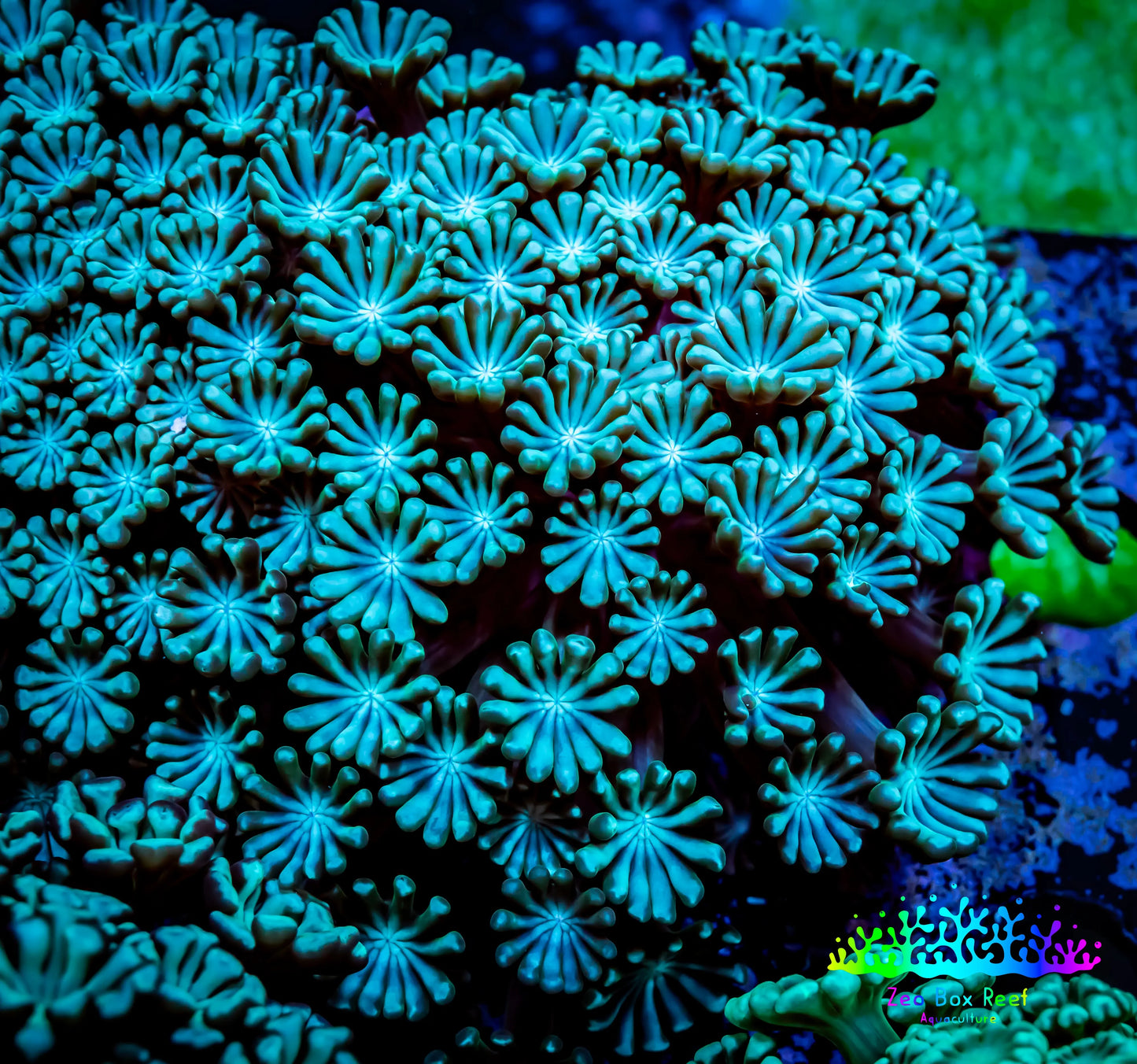 Ultra Alveopora Coral - Frag - WYSIWYG Ultra Alveopora Coral - Frag - WYSIWYG Animals & Pet Supplies Ultra Alveopora Coral - Frag - WYSIWYG Zeo Box Reef