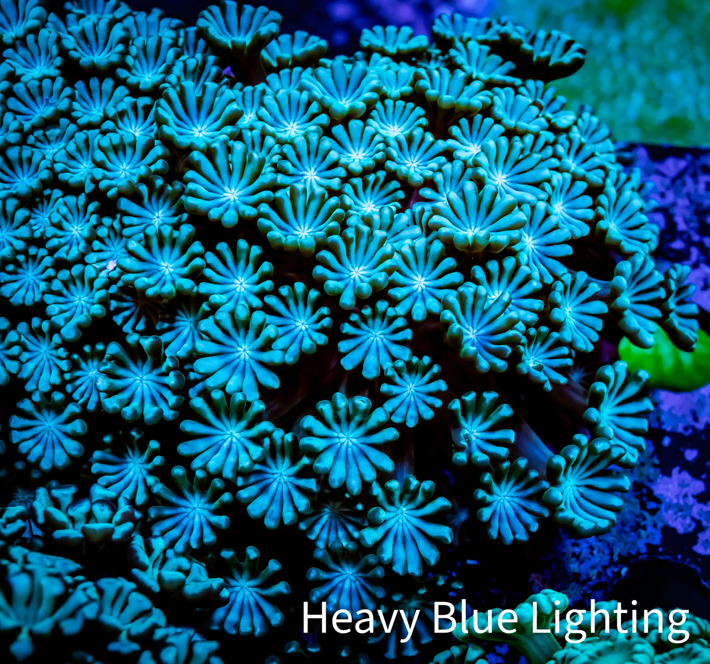 Ultra Alveopora Coral - Frag - WYSIWYG Ultra Alveopora Coral - Frag - WYSIWYG Animals & Pet Supplies Ultra Alveopora Coral - Frag - WYSIWYG Zeo Box Reef