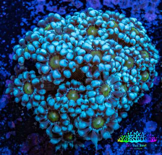 Ultra Alveopora Coral - Frag - WYSIWYG Ultra Alveopora Coral - Frag - WYSIWYG Animals & Pet Supplies Ultra Alveopora Coral - Frag - WYSIWYG Zeo Box Reef