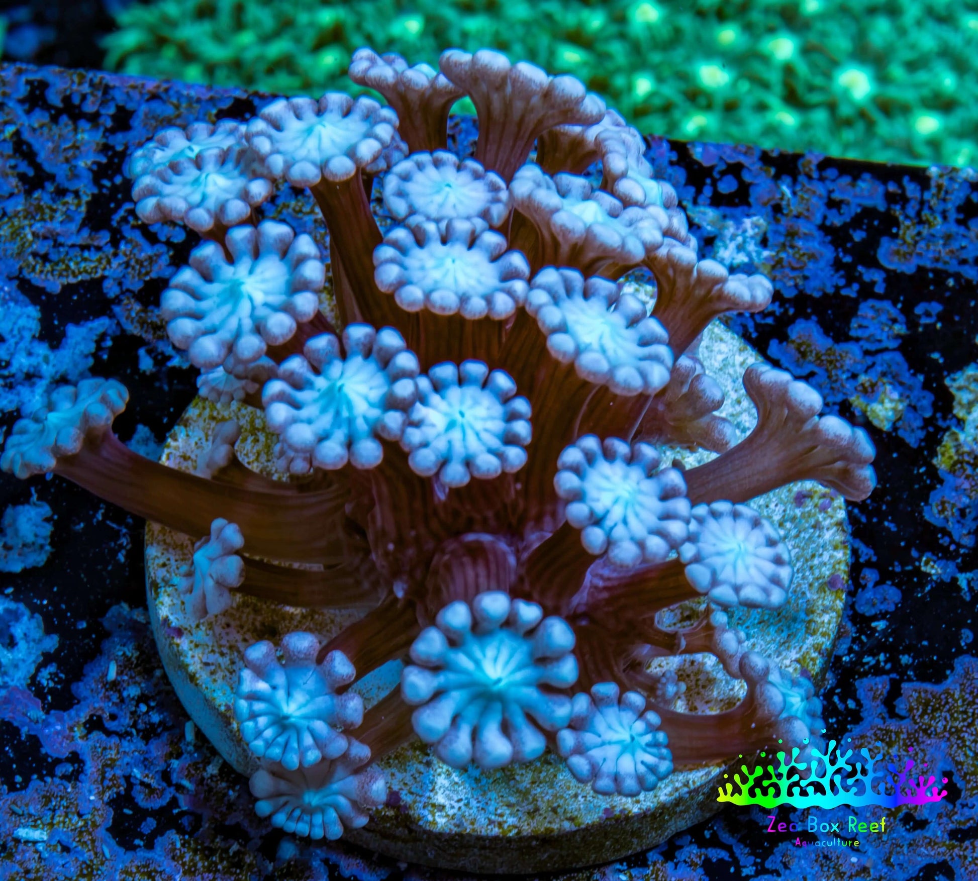 Ultra Alveopora Coral - Frag - WYSIWYG Ultra Alveopora Coral - Frag - WYSIWYG Animals & Pet Supplies Ultra Alveopora Coral - Frag - WYSIWYG Zeo Box Reef