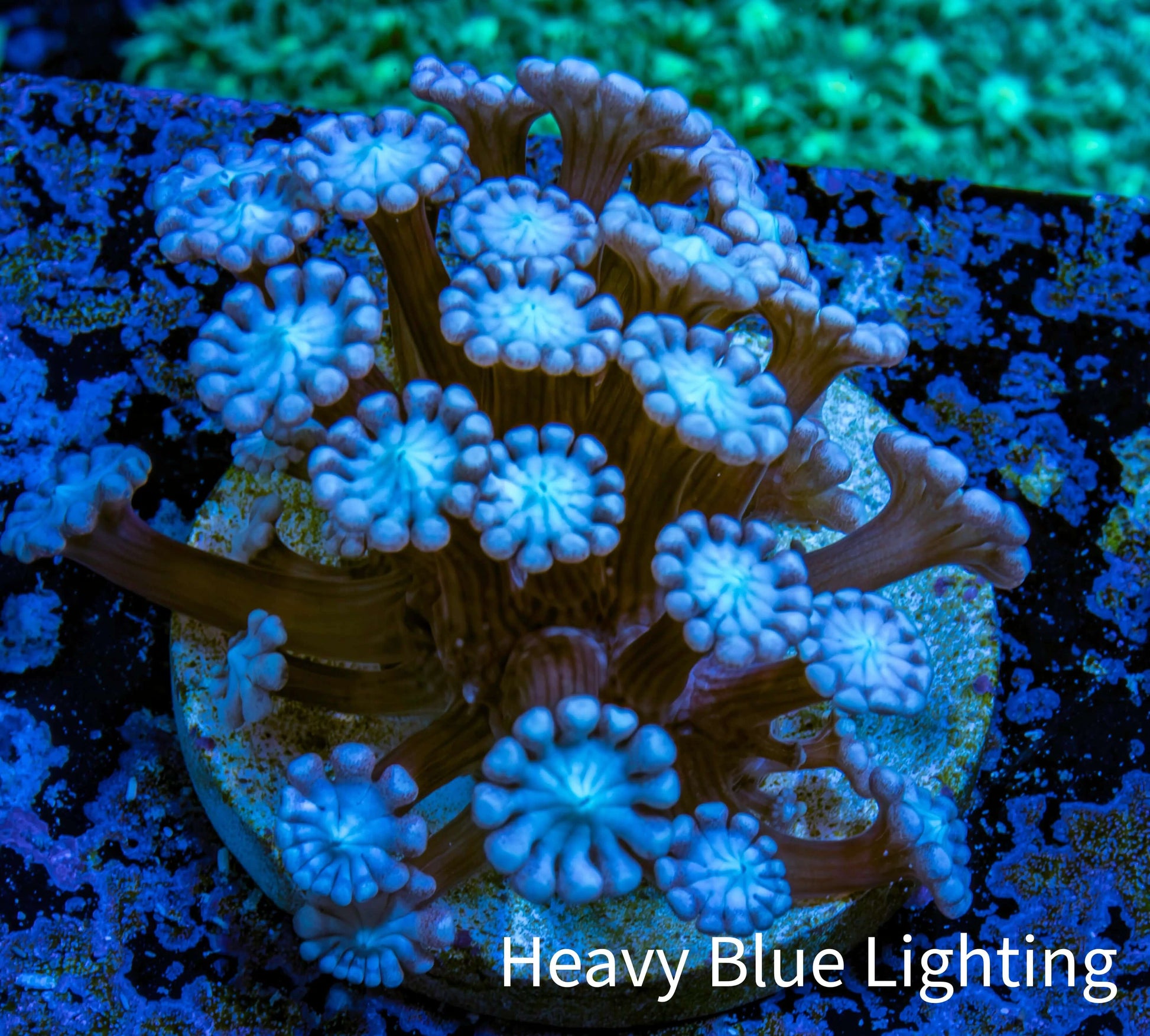 Ultra Alveopora Coral - Frag - WYSIWYG Ultra Alveopora Coral - Frag - WYSIWYG Animals & Pet Supplies Ultra Alveopora Coral - Frag - WYSIWYG Zeo Box Reef