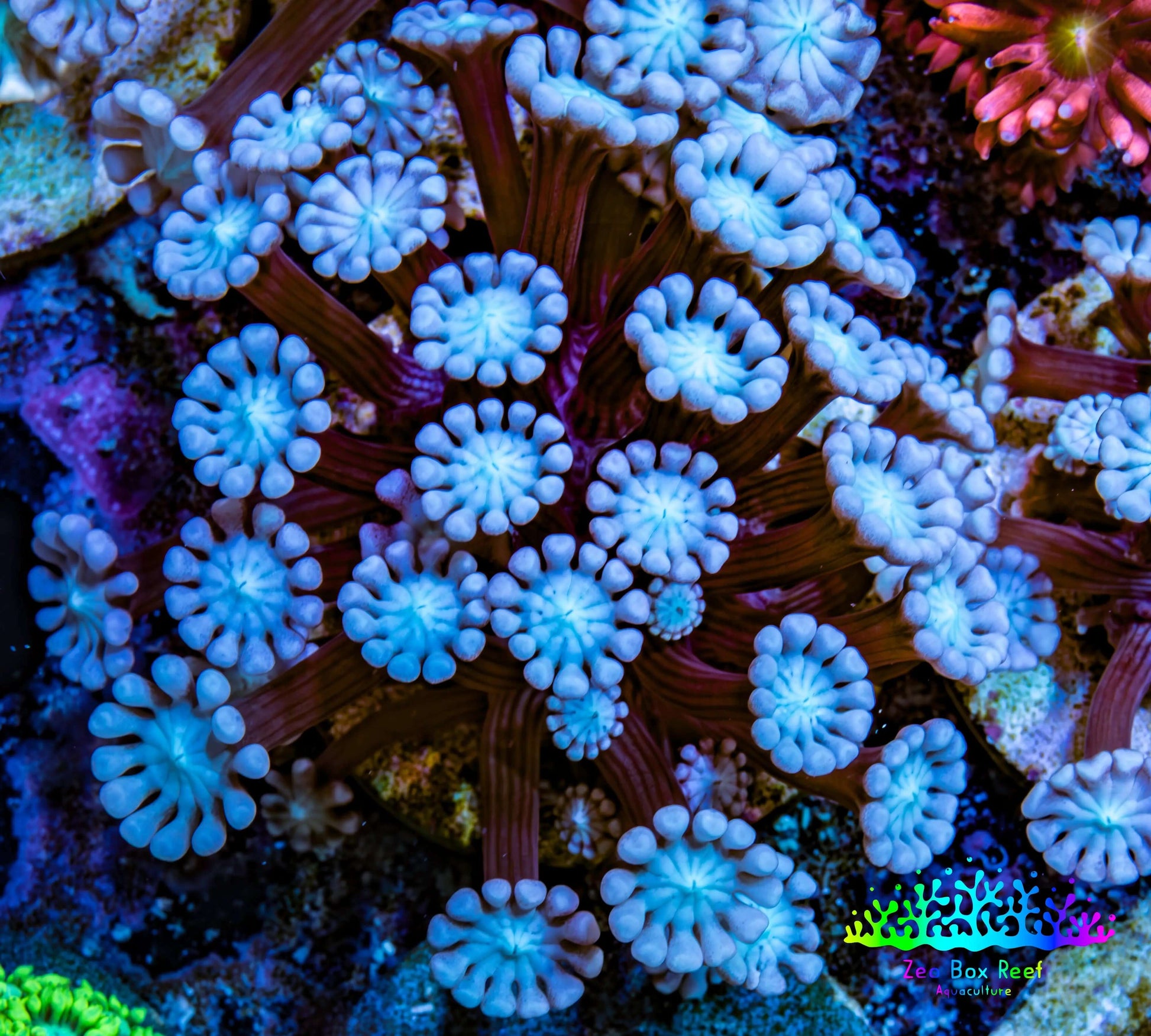 Ultra Alveopora Coral - Frag - WYSIWYG Ultra Alveopora Coral - Frag - WYSIWYG Animals & Pet Supplies Ultra Alveopora Coral - Frag - WYSIWYG Zeo Box Reef