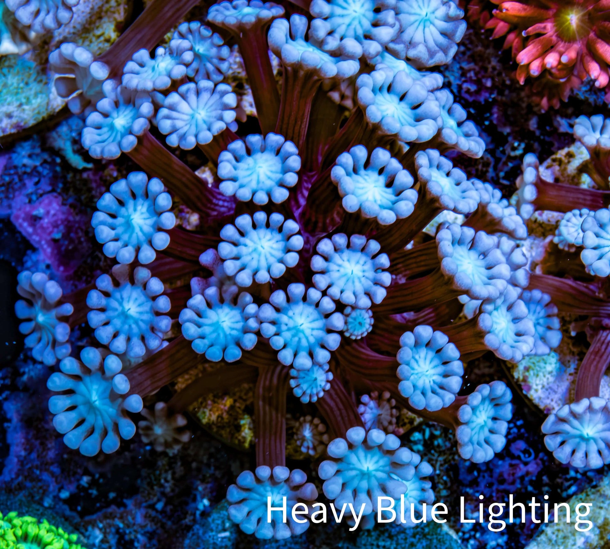 Ultra Alveopora Coral - Frag - WYSIWYG Ultra Alveopora Coral - Frag - WYSIWYG Animals & Pet Supplies Ultra Alveopora Coral - Frag - WYSIWYG Zeo Box Reef