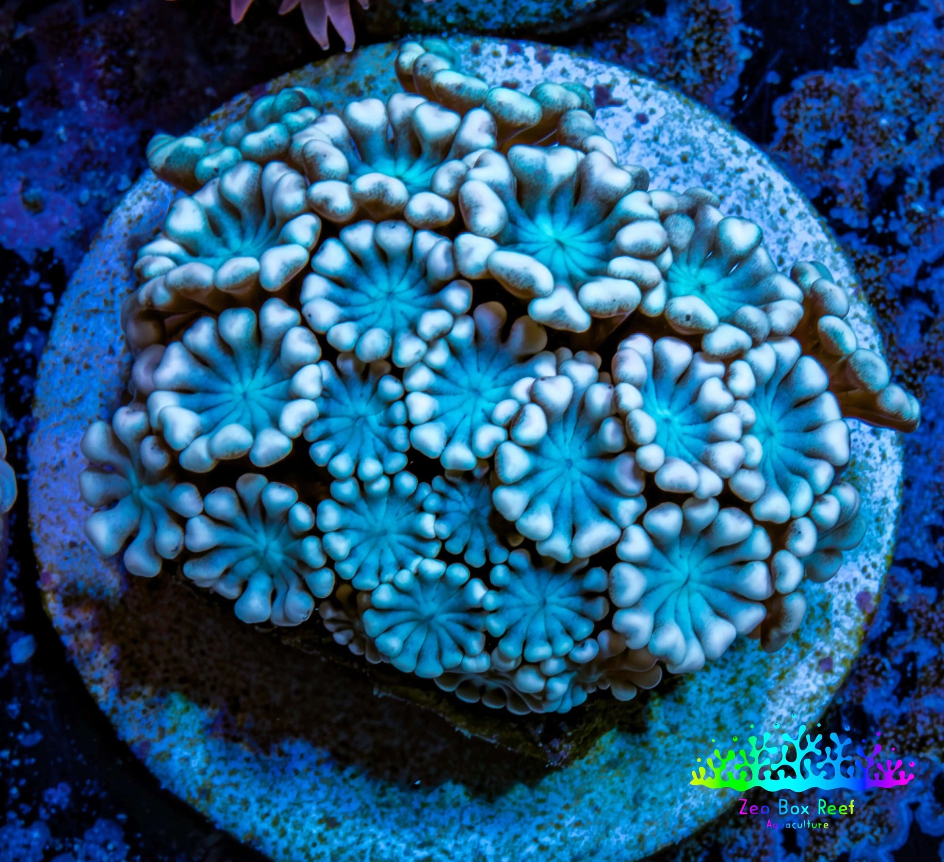 Ultra Alveopora Coral - Frag - WYSIWYG Ultra Alveopora Coral - Frag - WYSIWYG Animals & Pet Supplies Ultra Alveopora Coral - Frag - WYSIWYG Zeo Box Reef