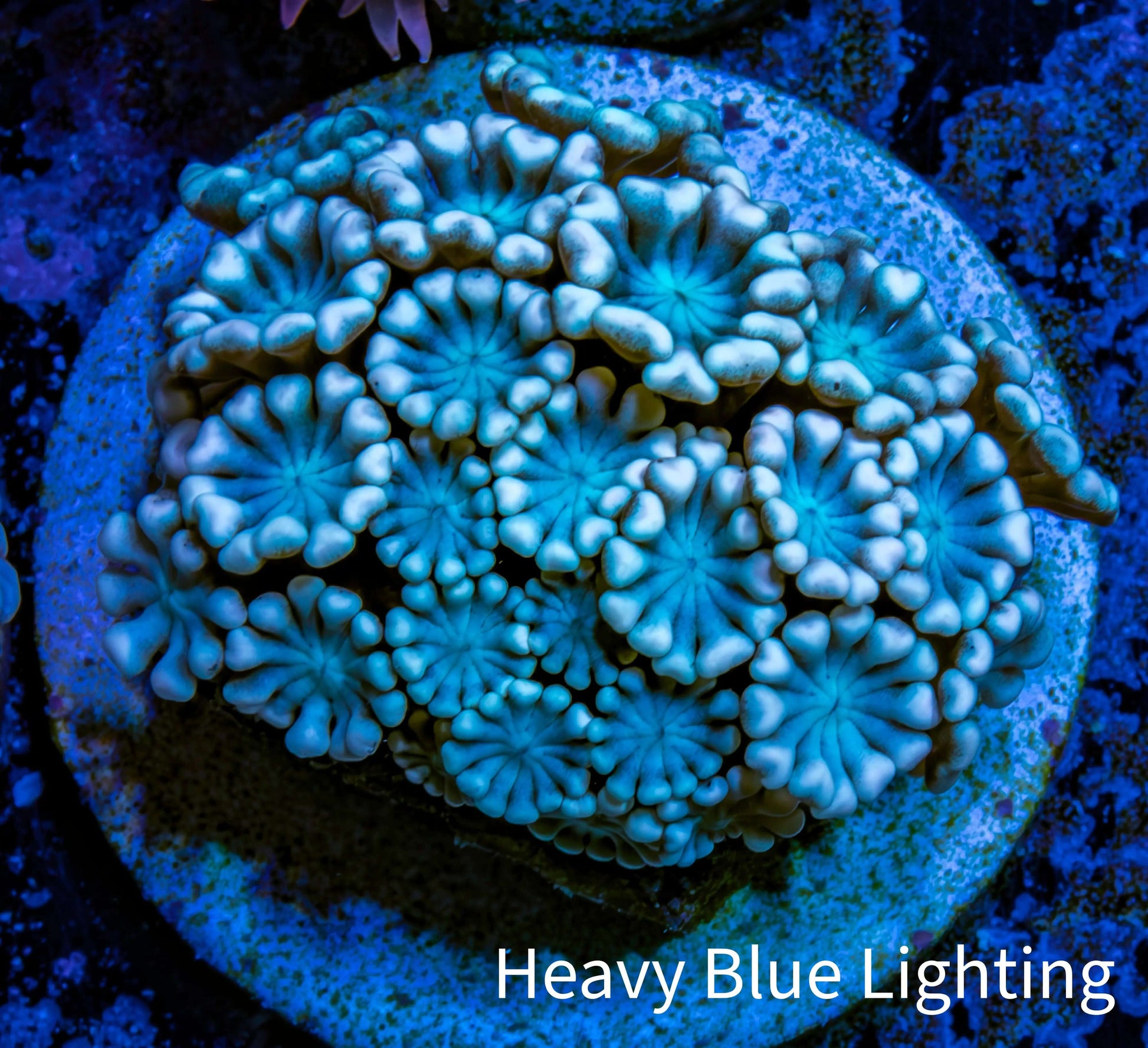 Ultra Alveopora Coral - Frag - WYSIWYG Ultra Alveopora Coral - Frag - WYSIWYG Animals & Pet Supplies Ultra Alveopora Coral - Frag - WYSIWYG Zeo Box Reef