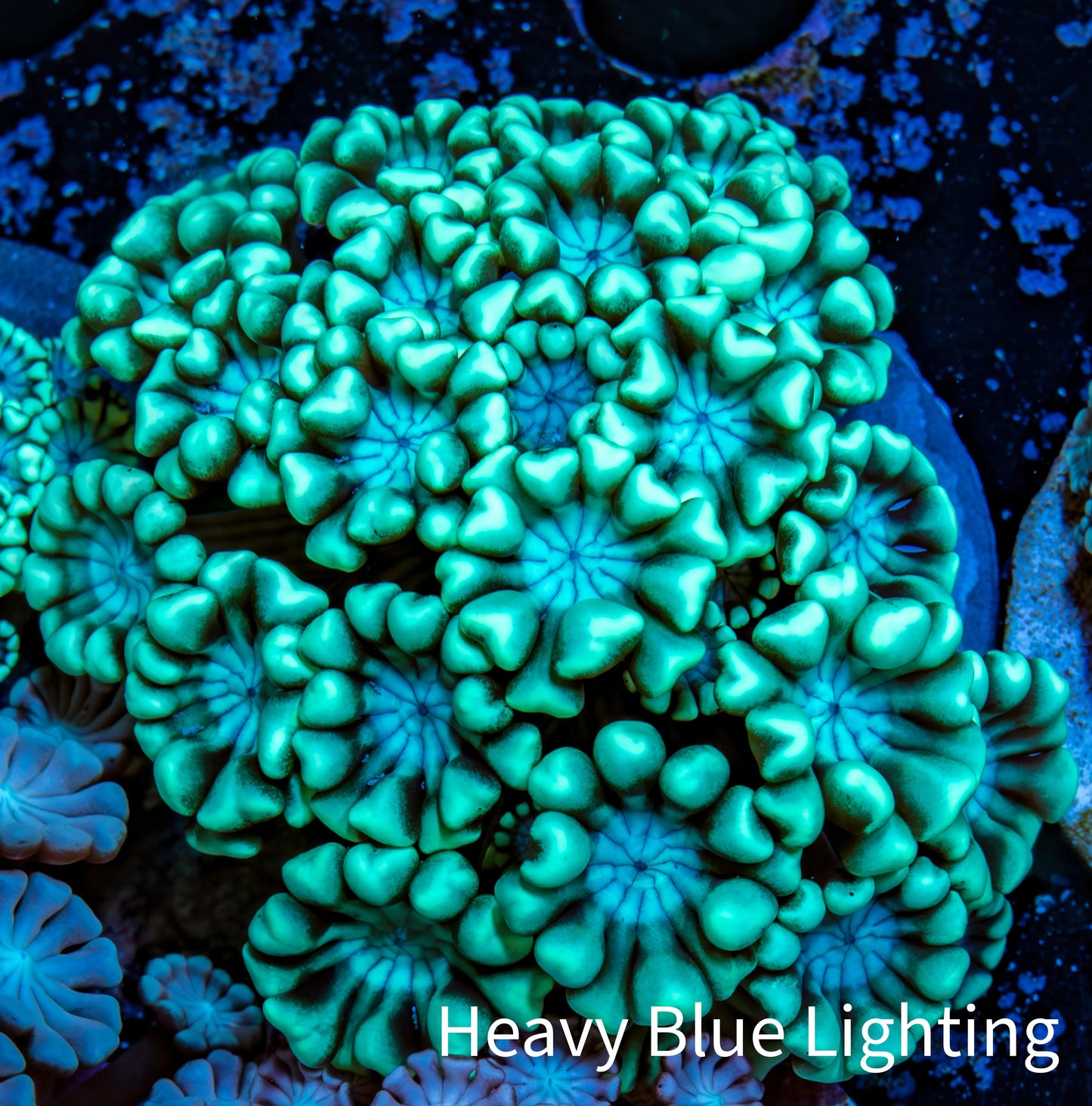 Ultra Alveopora Coral - Frag - WYSIWYG Ultra Alveopora Coral - Frag - WYSIWYG Animals & Pet Supplies Ultra Alveopora Coral - Frag - WYSIWYG Zeo Box Reef