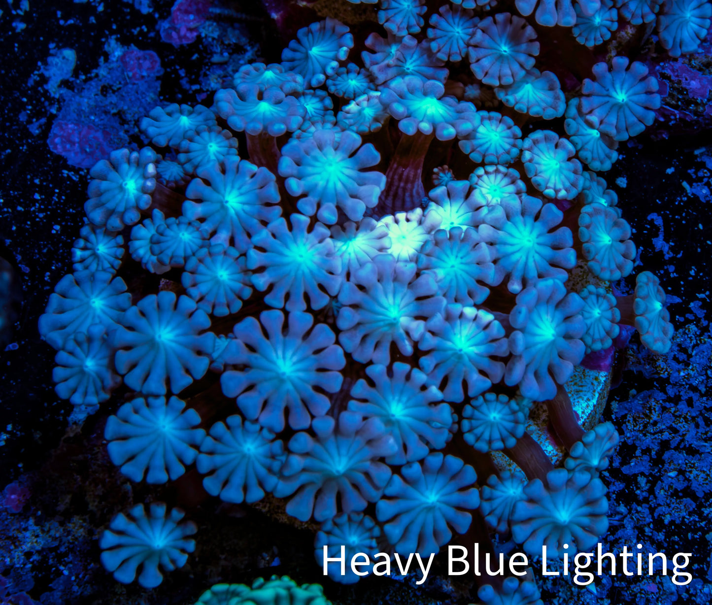 Ultra Alveopora Coral - Frag - WYSIWYG Ultra Alveopora Coral - Frag - WYSIWYG Animals & Pet Supplies Ultra Alveopora Coral - Frag - WYSIWYG Zeo Box Reef