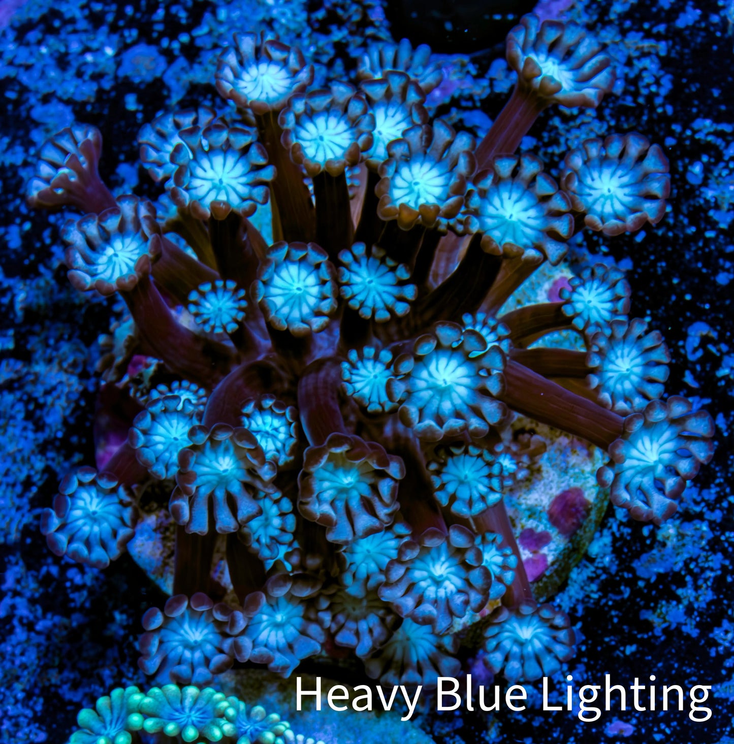 Ultra Alveopora Coral - Frag - WYSIWYG Ultra Alveopora Coral - Frag - WYSIWYG Animals & Pet Supplies Ultra Alveopora Coral - Frag - WYSIWYG Zeo Box Reef