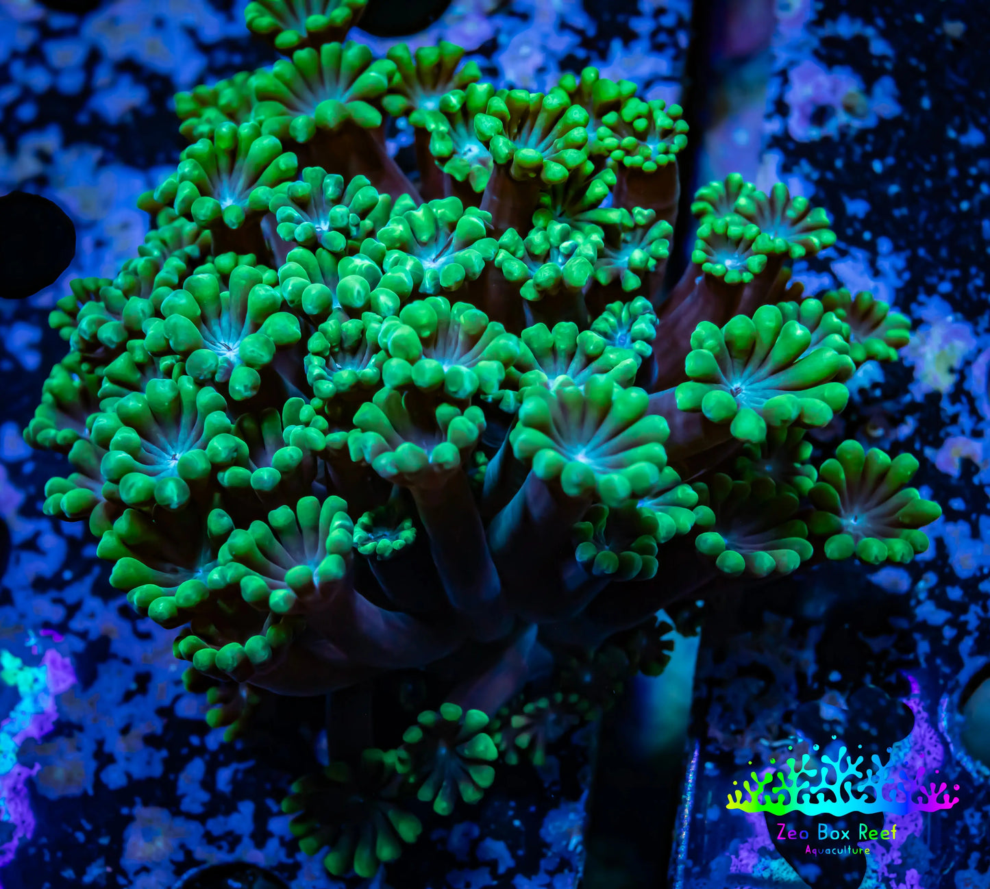 Ultra Alveopora Coral - WYSIWYG 5cm Ultra Alveopora Coral - WYSIWYG 5cm Animals & Pet Supplies Ultra Alveopora Coral - WYSIWYG 5cm Zeo Box Reef