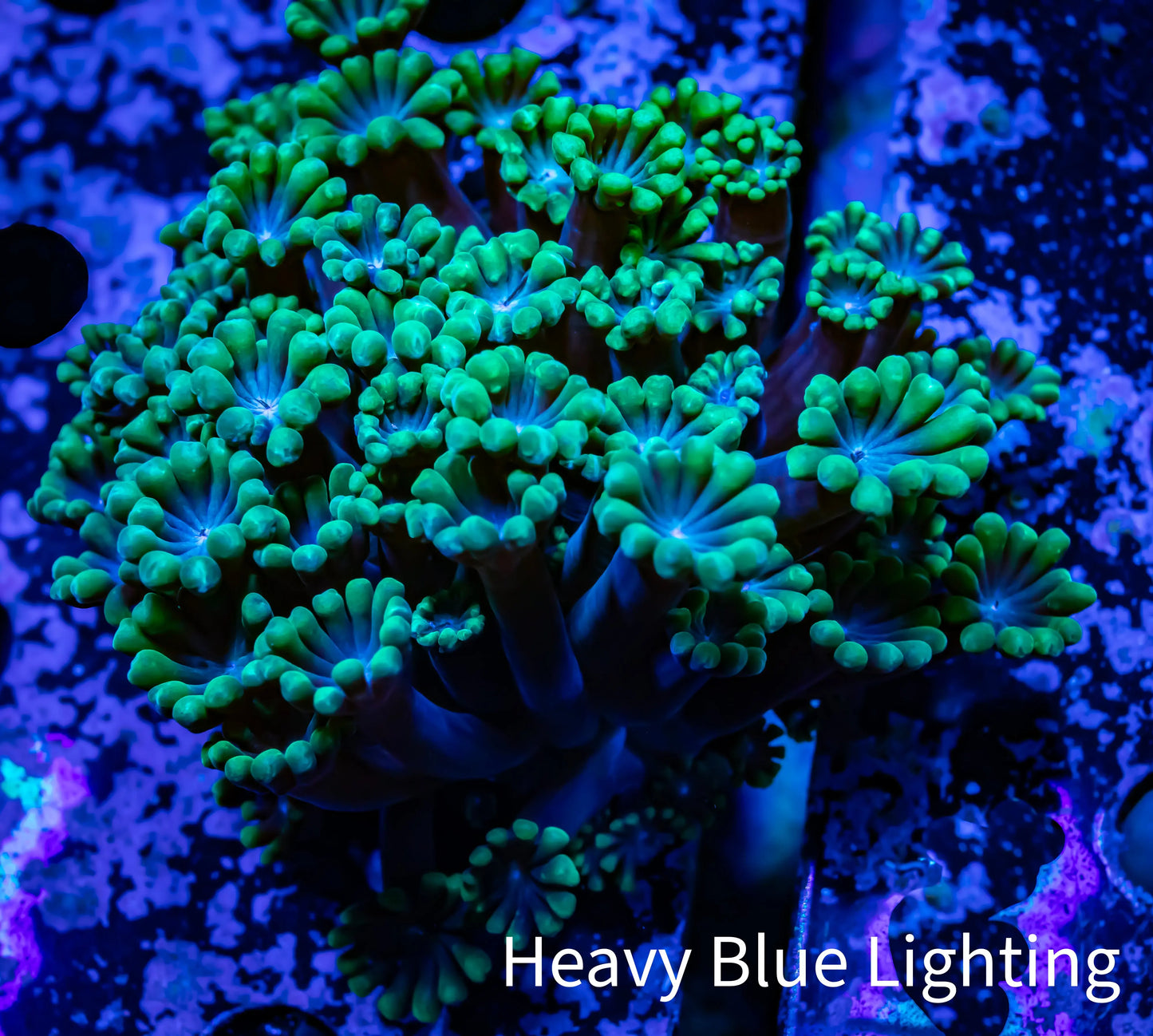 Ultra Alveopora Coral - WYSIWYG 5cm Ultra Alveopora Coral - WYSIWYG 5cm Animals & Pet Supplies Ultra Alveopora Coral - WYSIWYG 5cm Zeo Box Reef