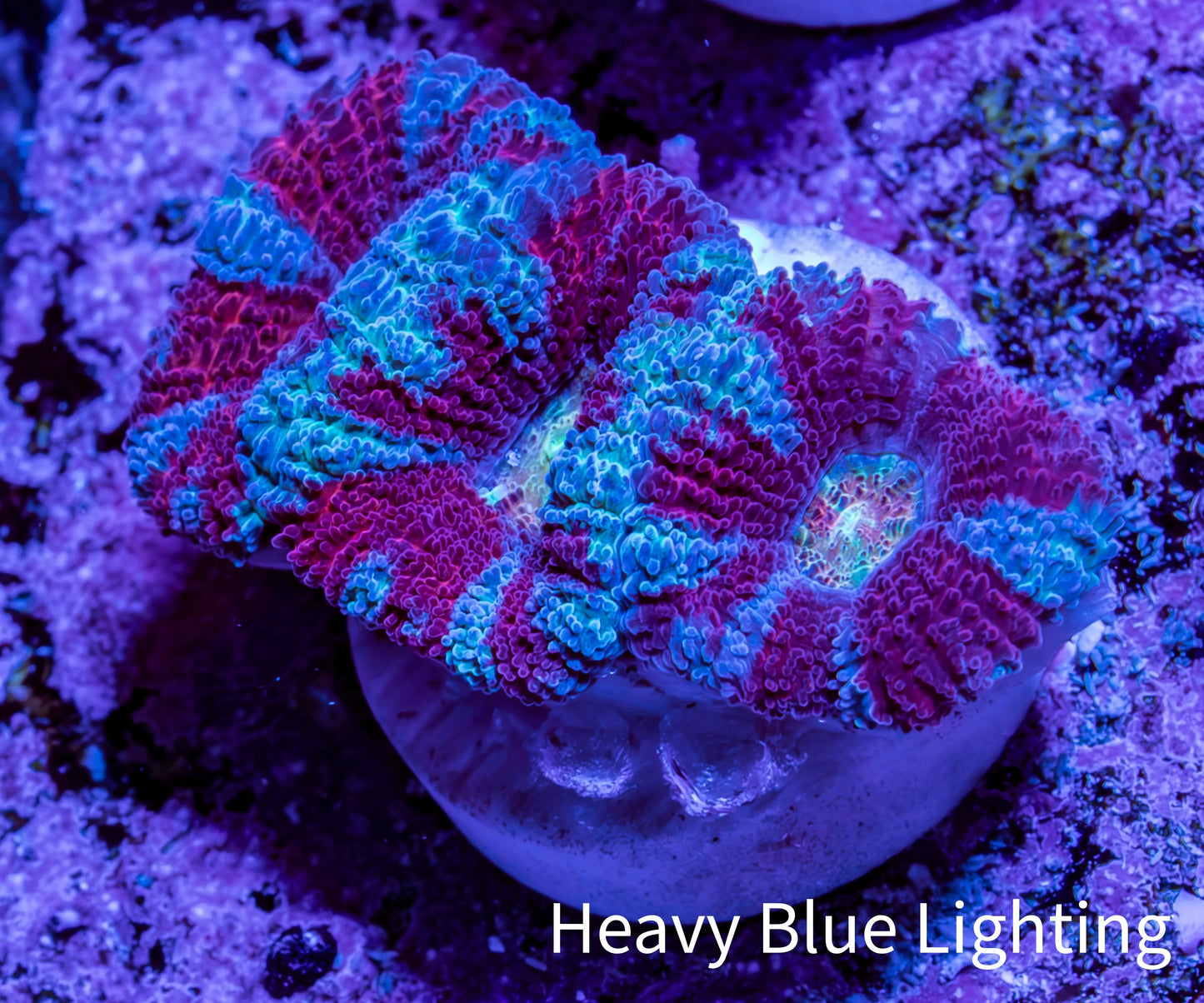 Ultra Aqua / Teal / Red Acan Coral Frag Ultra Aqua / Teal / Red Acan Coral Frag LPS Coral Ultra Aqua / Teal / Red Acan Coral Frag Zeo Box Reef