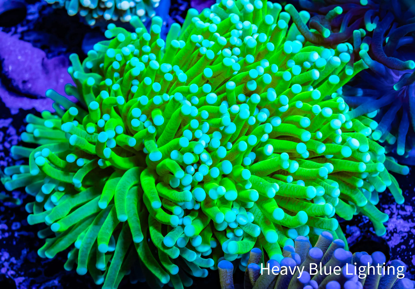 Ultra Banana Torch Coral 8cm WYSIWYG Ultra Banana Torch Coral 8cm WYSIWYG LPS Ultra Banana Torch Coral 8cm WYSIWYG Zeo Box Reef