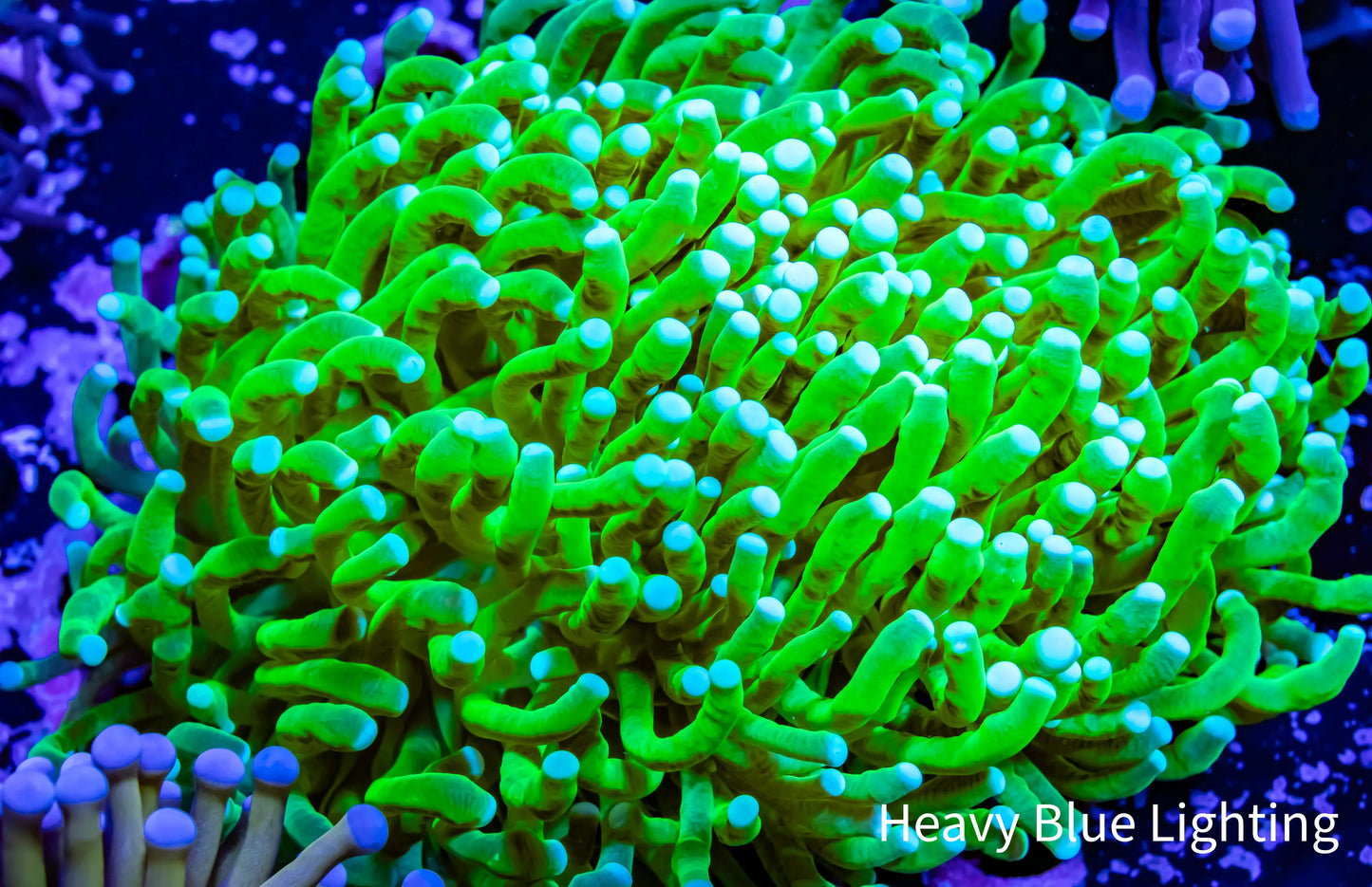 Ultra - Banana 🍌 Torch Coral 9cm WYSIWYG Ultra - Banana 🍌 Torch Coral 9cm WYSIWYG LPS Ultra - Banana 🍌 Torch Coral 9cm WYSIWYG Zeo Box Reef